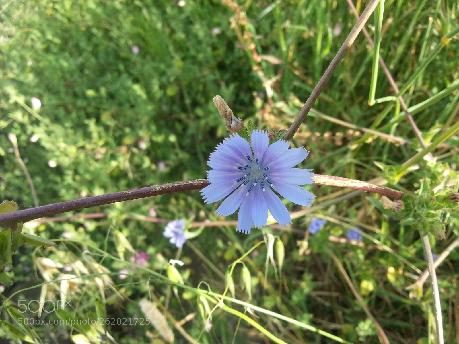 Samsung Galaxy S3 sample photo. Blue flower photography