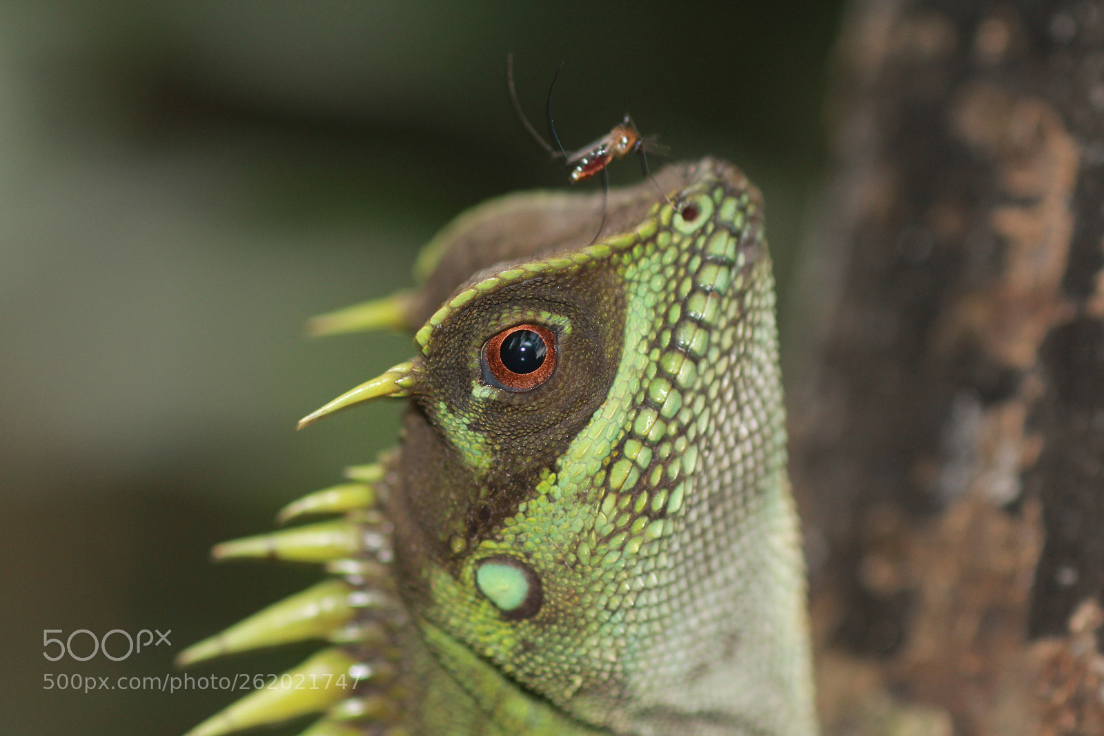 Canon EOS 60D + Canon EF 100mm F2.8 Macro USM sample photo. Img photography