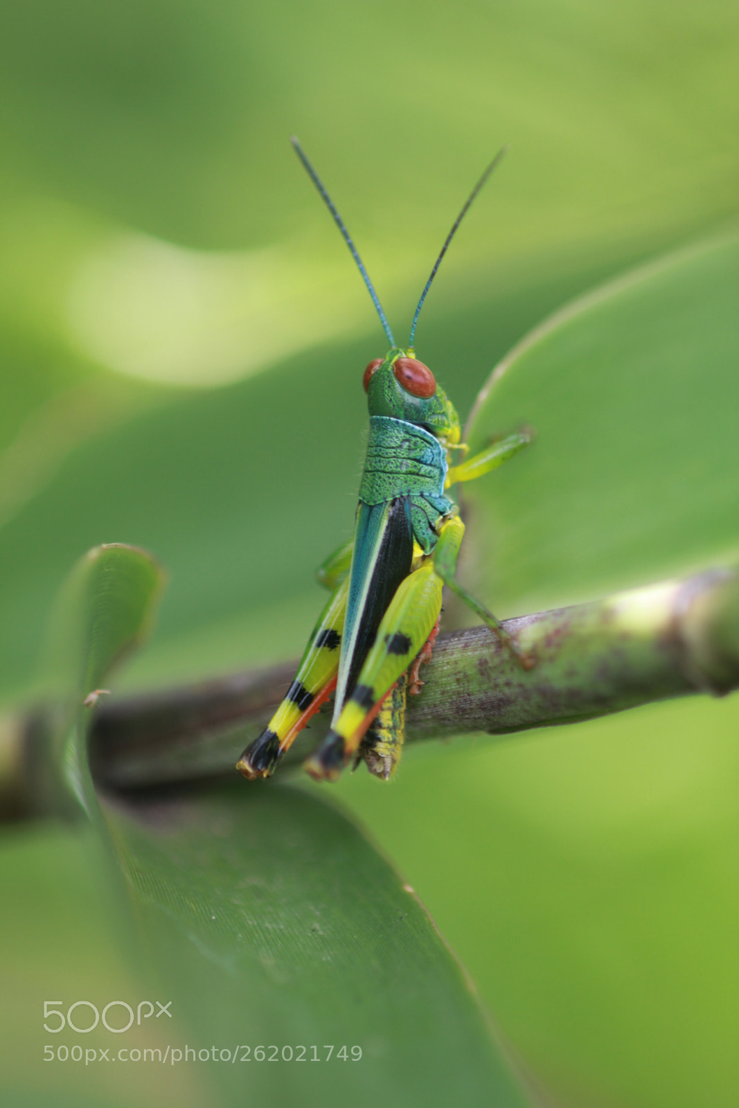 Canon EOS 60D + Canon EF 100mm F2.8 Macro USM sample photo. Img photography