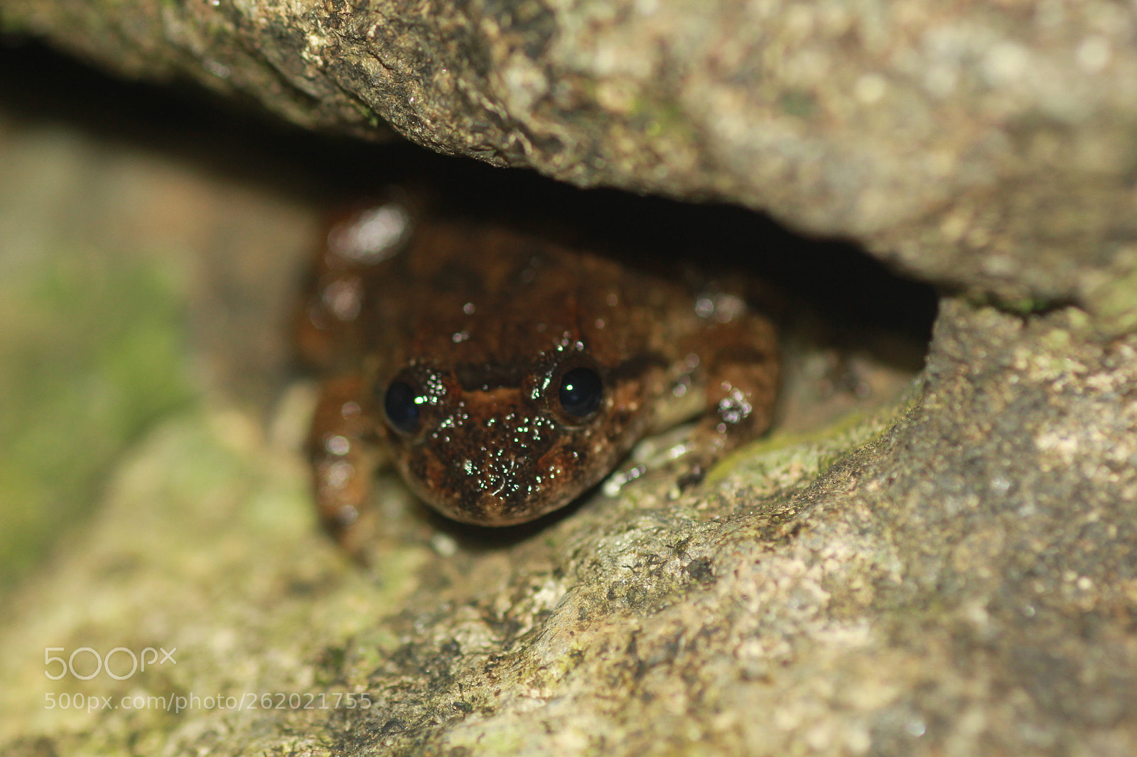 Canon EF 100mm F2.8 Macro USM sample photo. Img photography