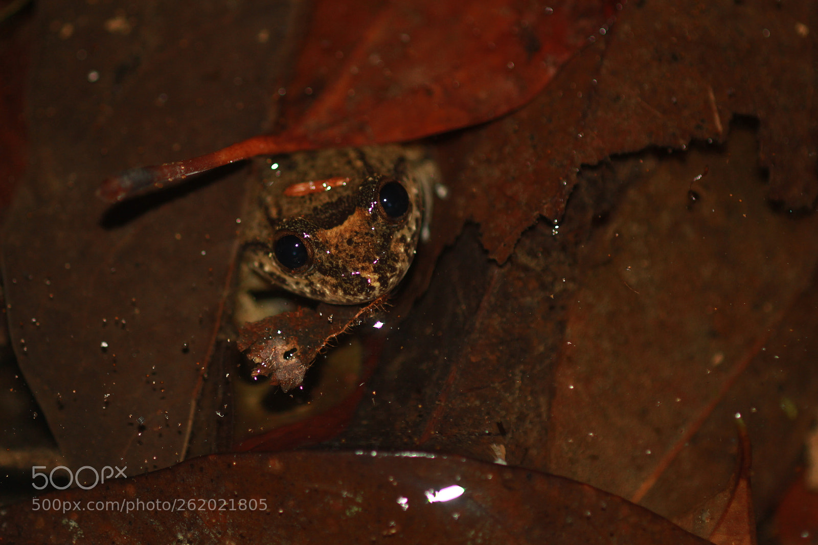 Canon EOS 60D + Canon EF 100mm F2.8 Macro USM sample photo. Img photography
