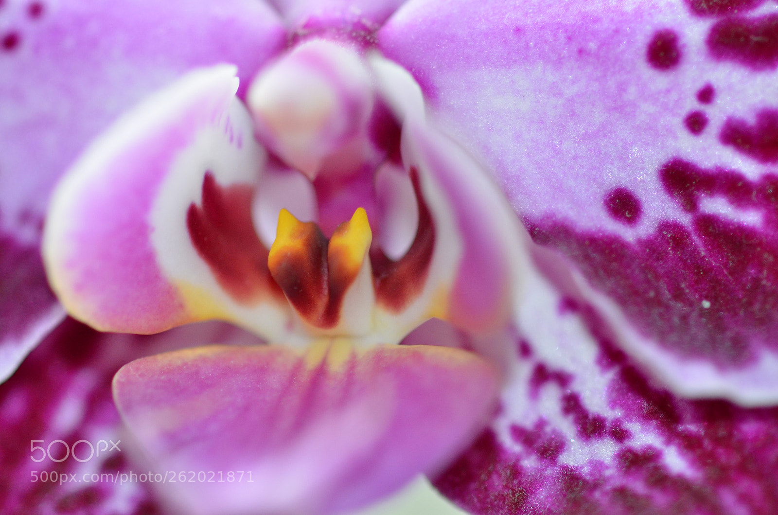 Sigma 105mm F2.8 EX DG Macro sample photo. My first macro-experiments photography