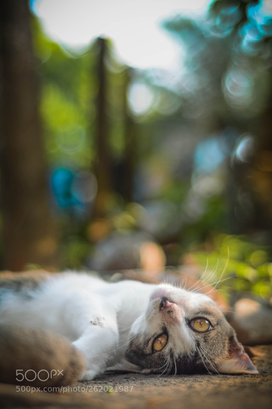 Nikon D7100 sample photo. Meow photography