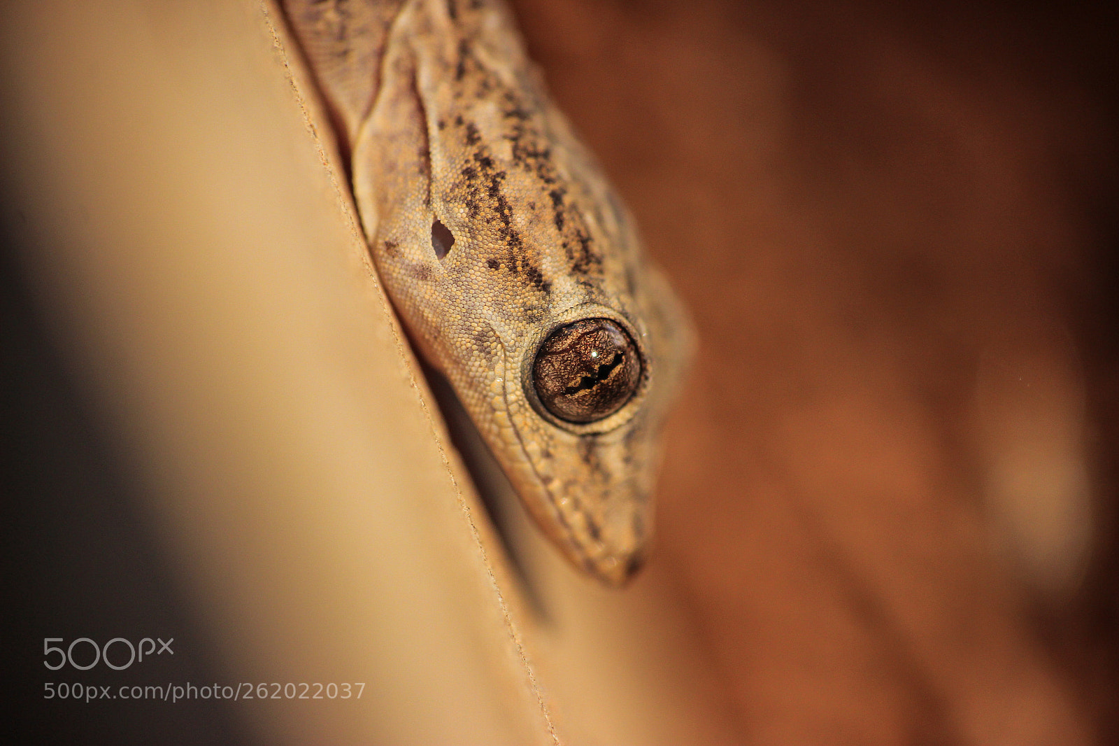 Canon EOS 600D (Rebel EOS T3i / EOS Kiss X5) sample photo. An eye of a photography
