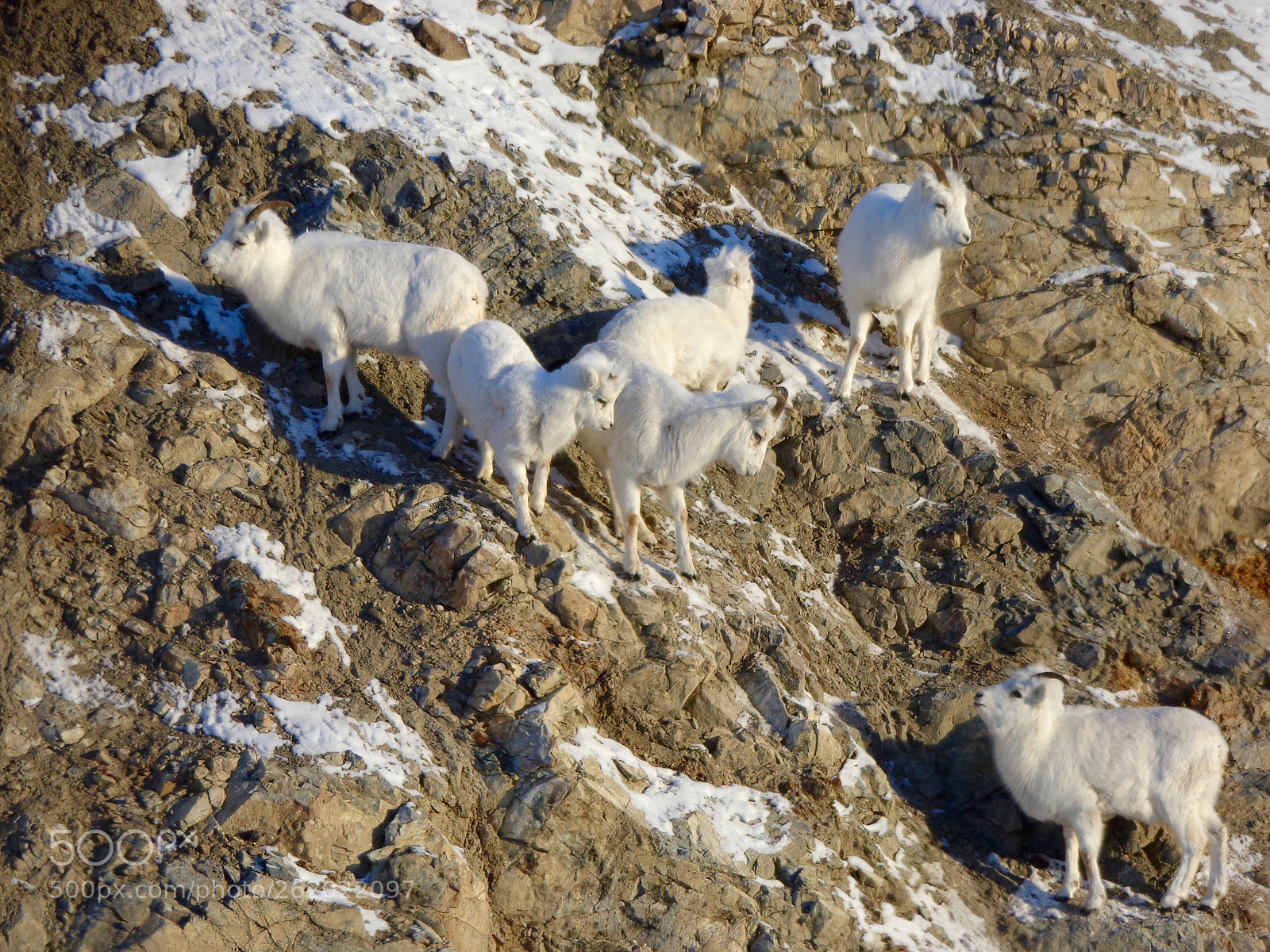 Sony Cyber-shot DSC-W690 sample photo. Alaska wildlife photography