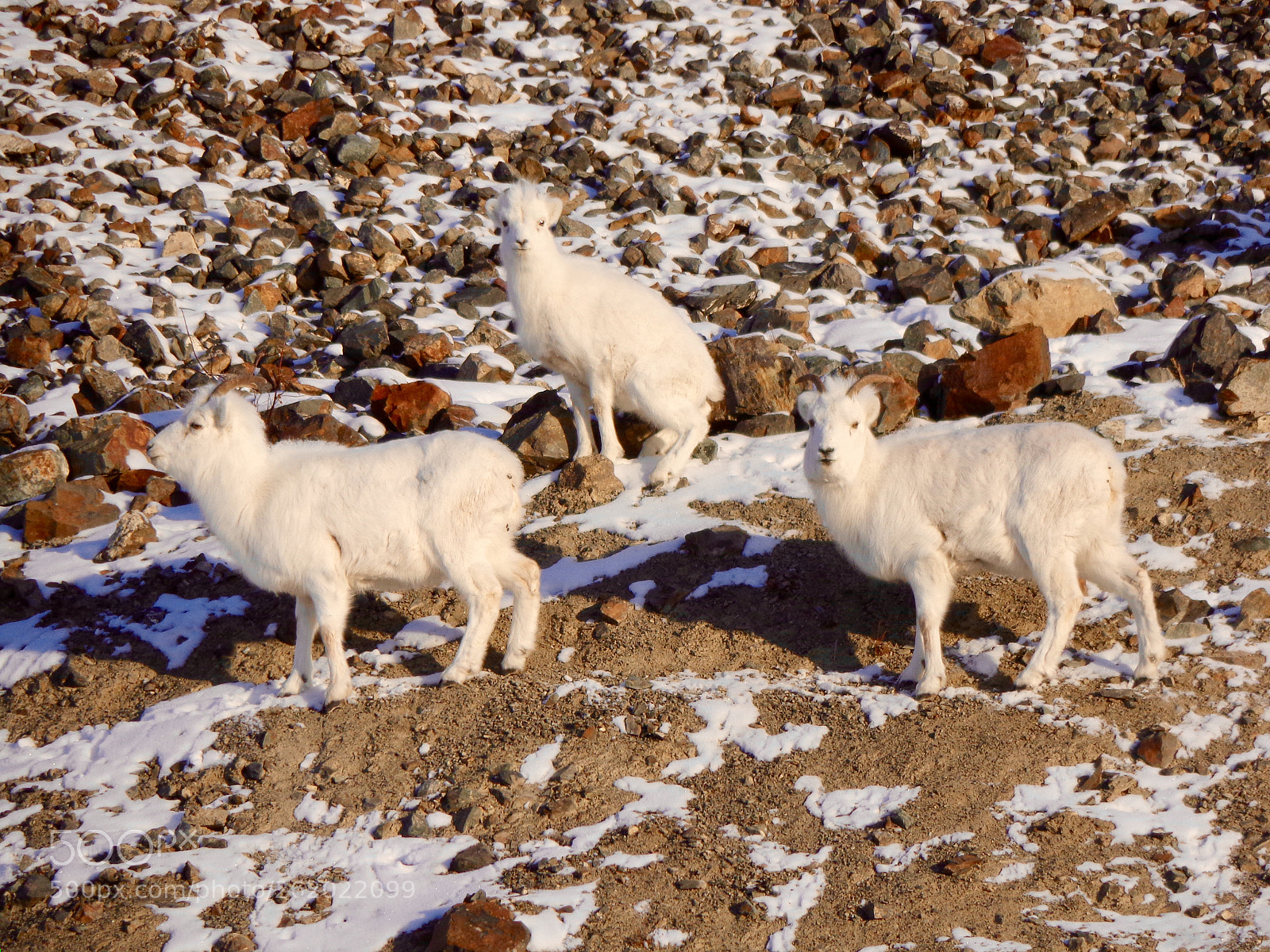 Sony DSC-W690 sample photo. Alaska wildlife photography