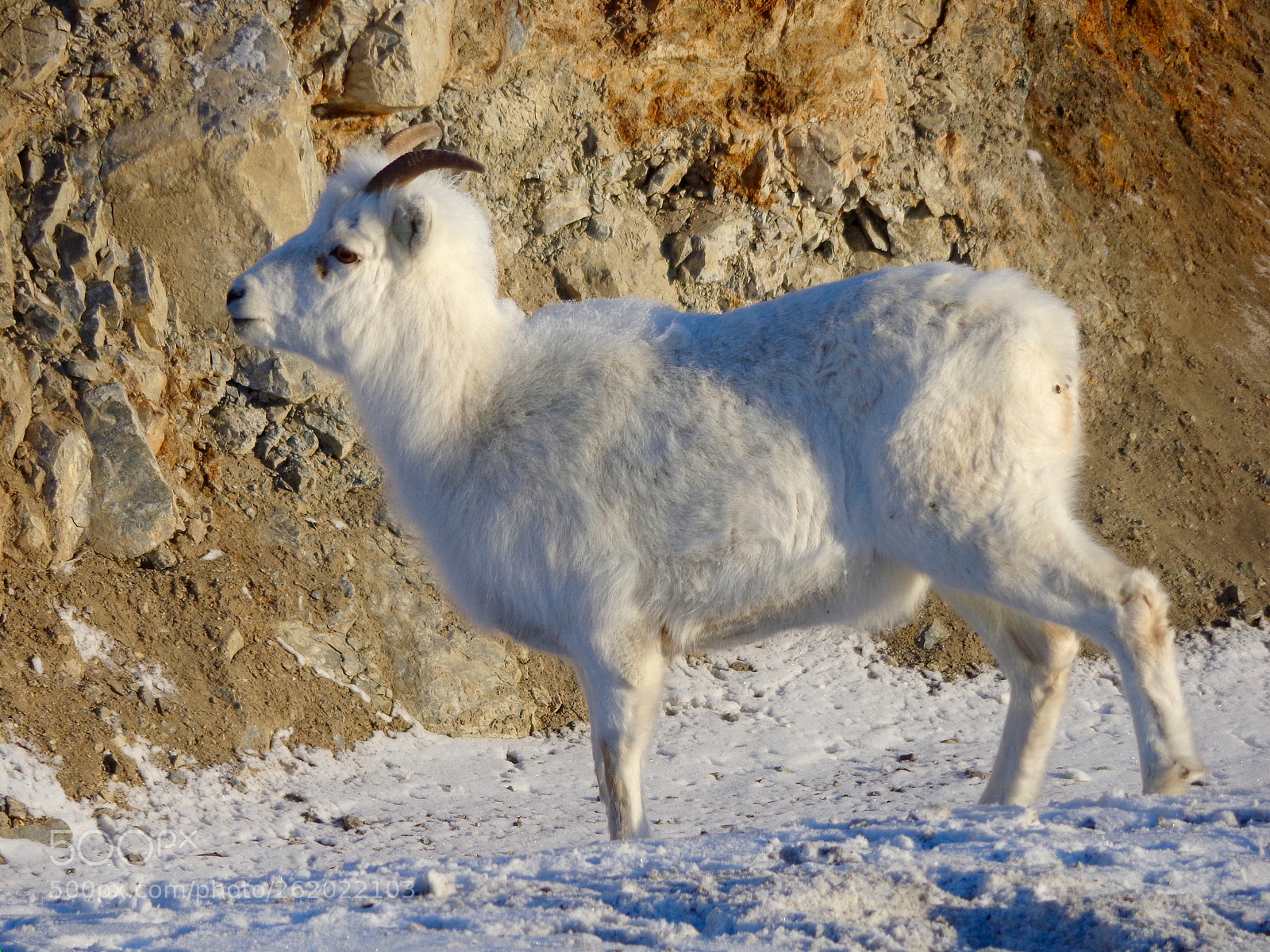 Sony Cyber-shot DSC-W690 sample photo. Alaska wildlife photography