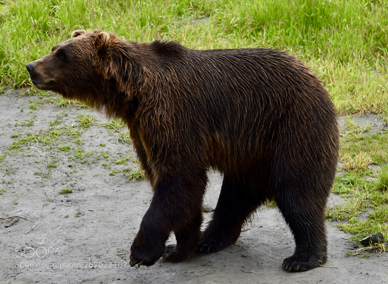 Nikon D5300 sample photo. Alaska wildlife photography