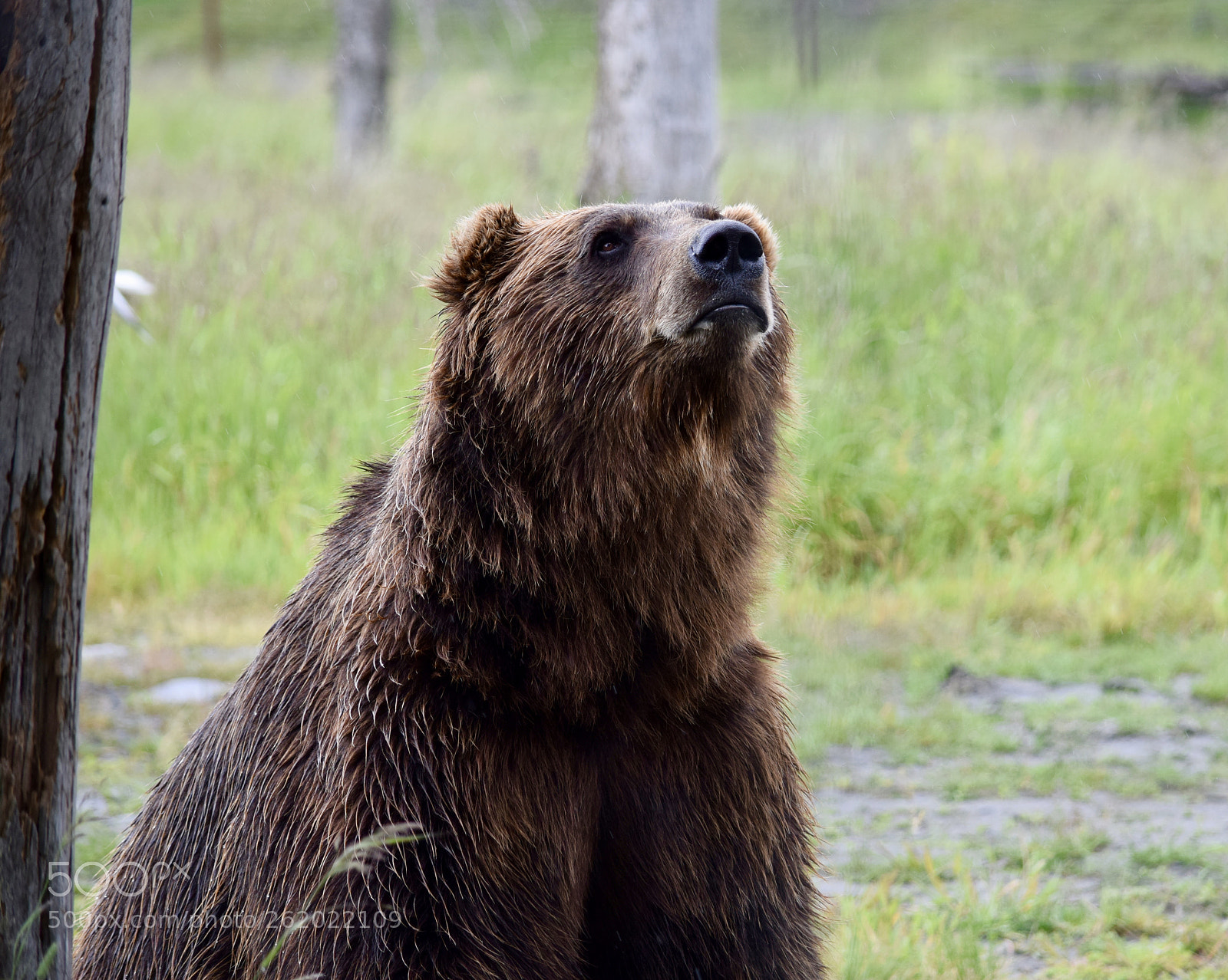 Nikon D5300 sample photo. Alaska wildlife photography