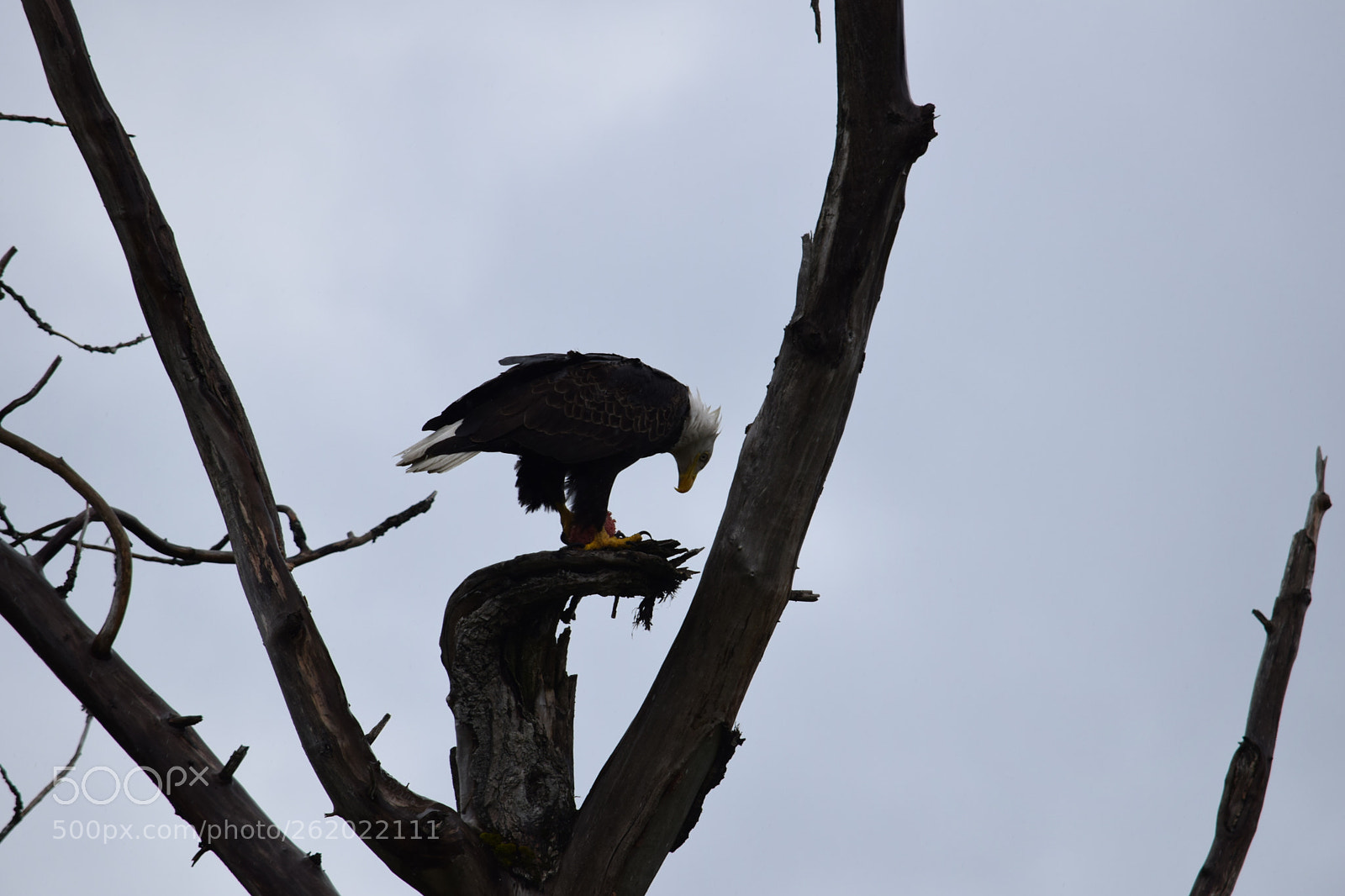 Nikon D5300 + Nikon AF-S DX Nikkor 55-300mm F4.5-5.6G ED VR sample photo. Alaska wildlife photography