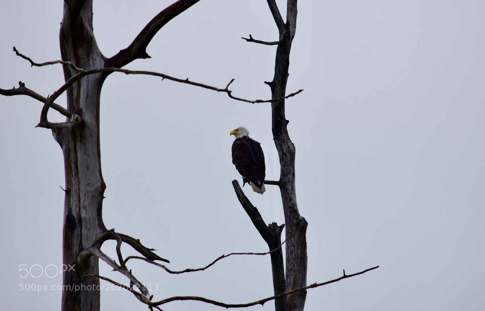 Nikon D5300 sample photo. Alaska wildlife photography