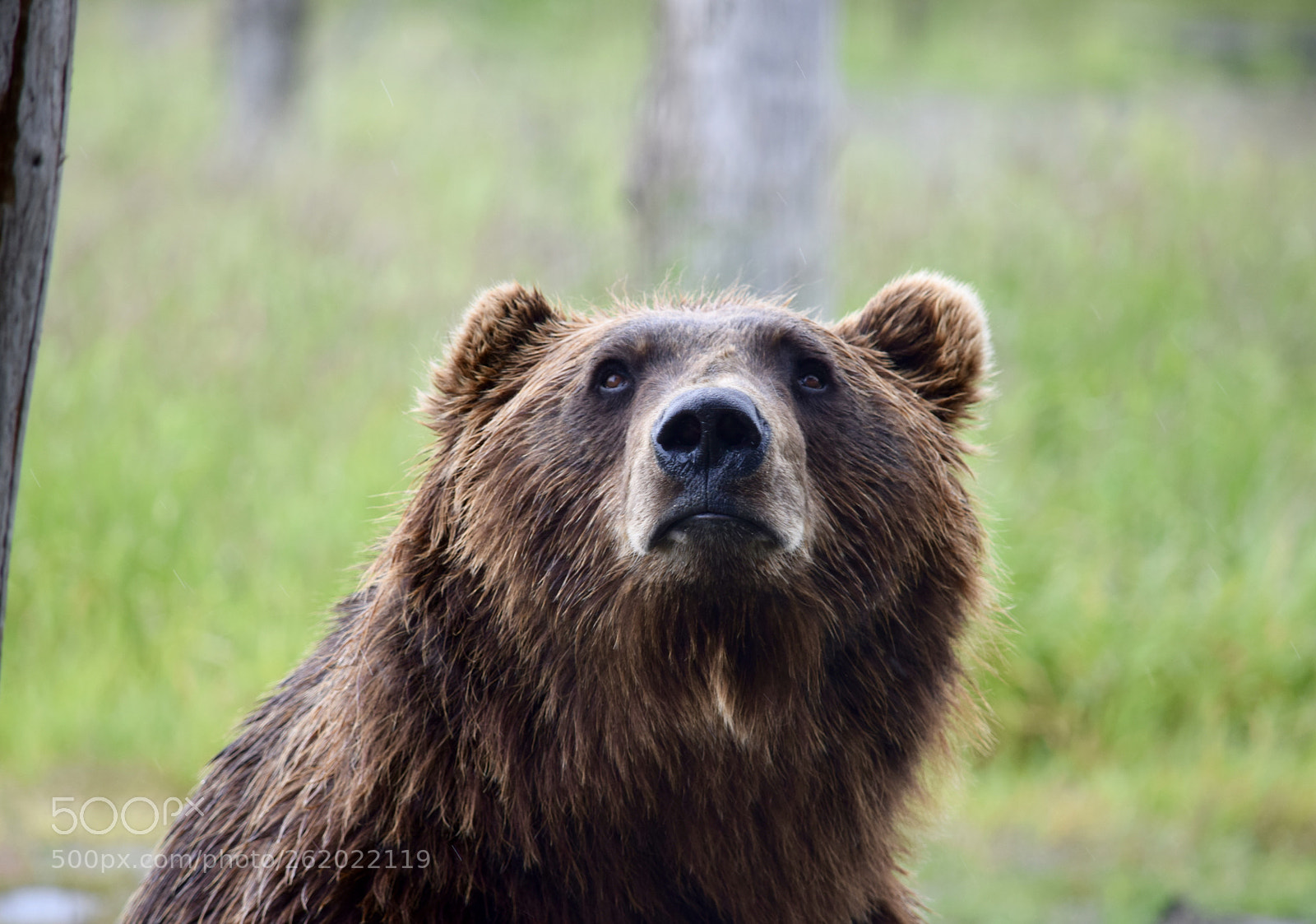 Nikon D5300 sample photo. Alaska wildlife photography