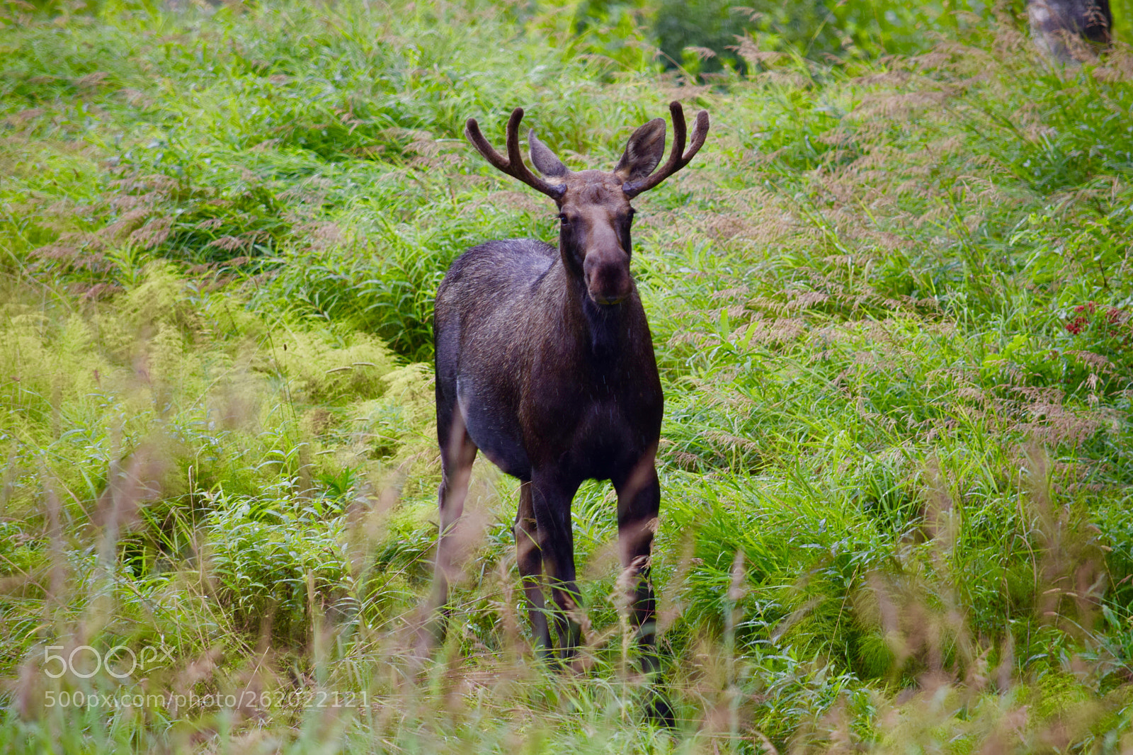Nikon D5300 sample photo. Alaska wildlife photography
