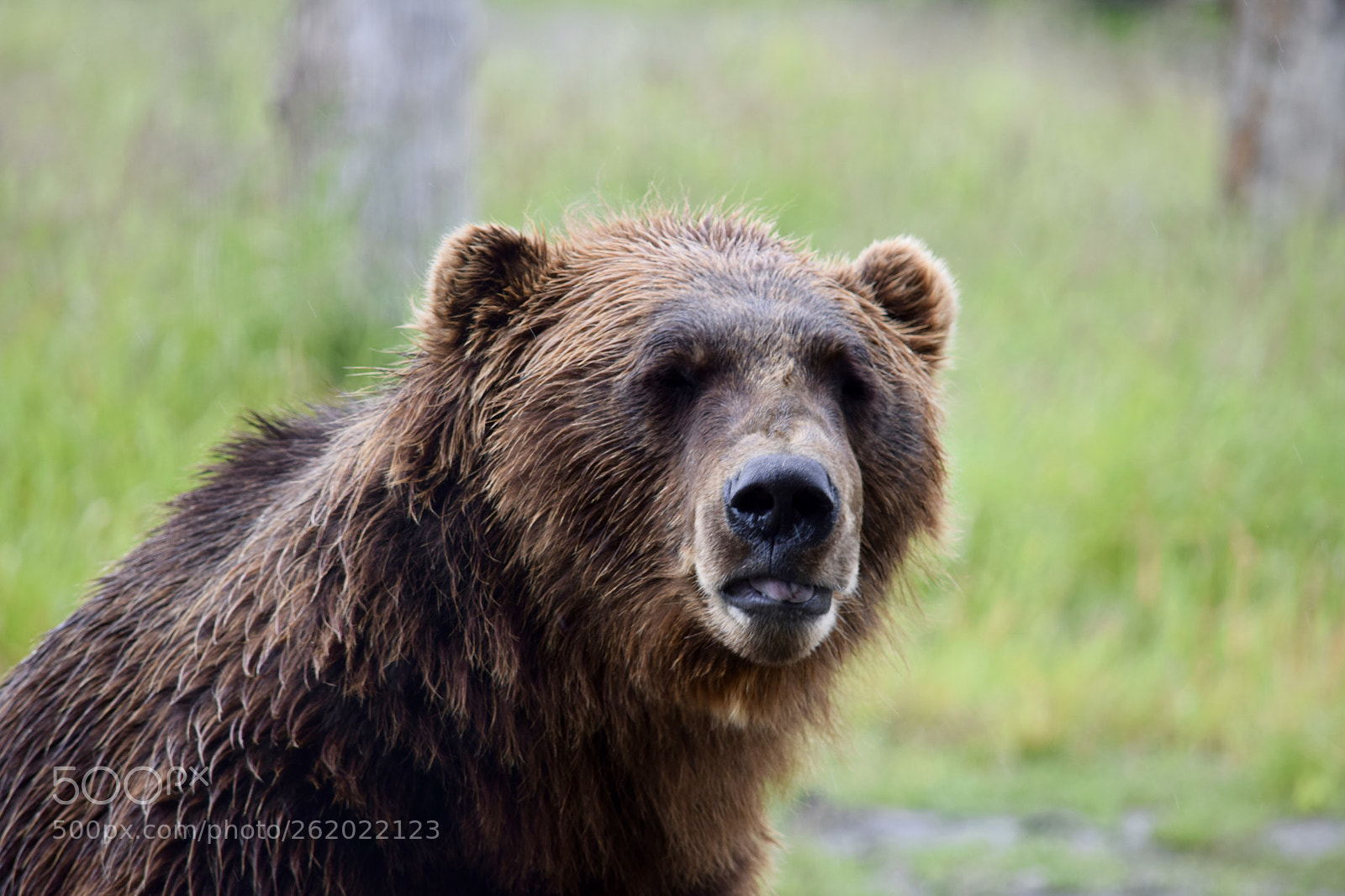 Nikon D5300 sample photo. Alaska wildlife photography