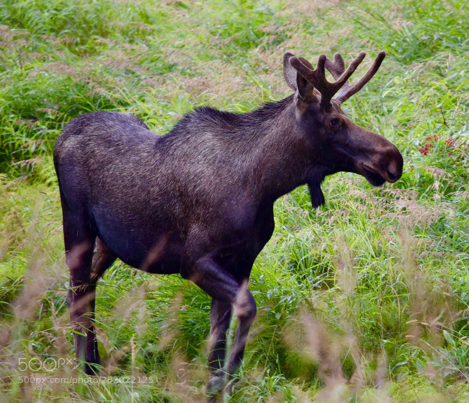 Nikon D5300 sample photo. Alaska wildlife photography