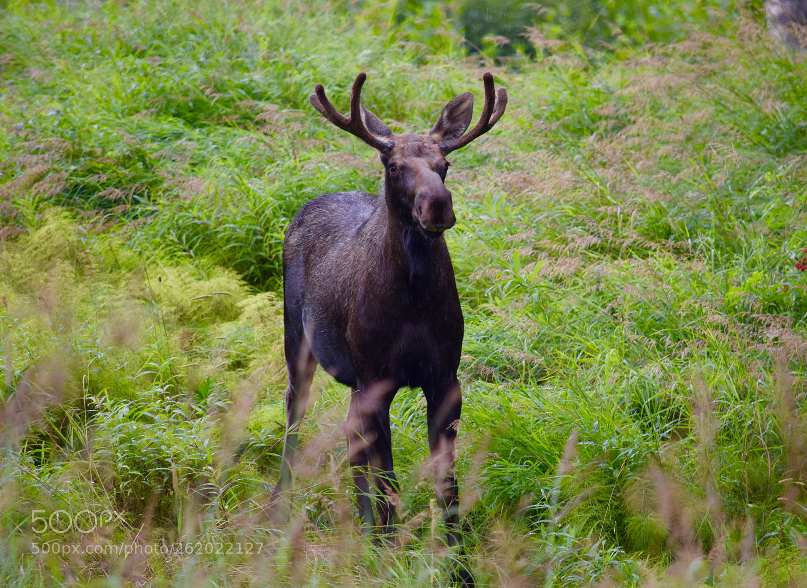 Nikon D5300 sample photo. Alaska wildlife photography