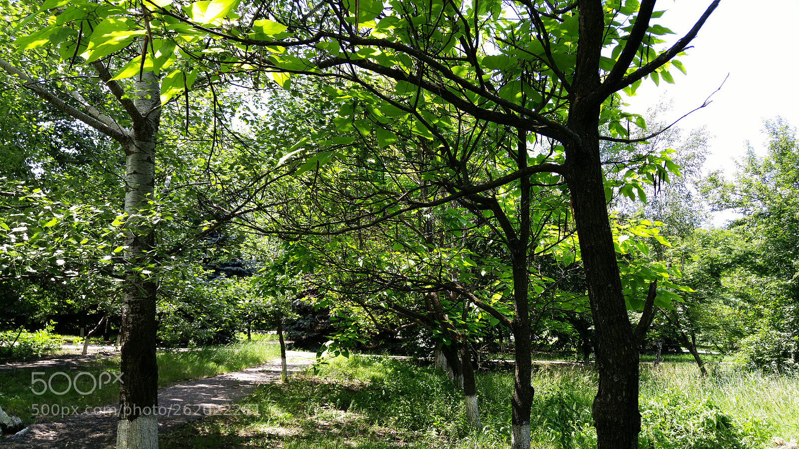 LG H818P sample photo. Path photography