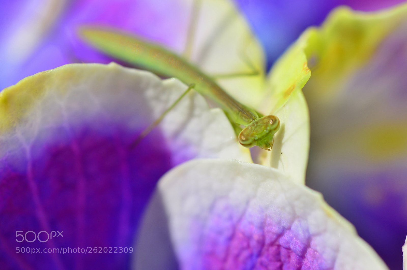 Nikon D3200 sample photo. Macro......nature(晴れた日） photography
