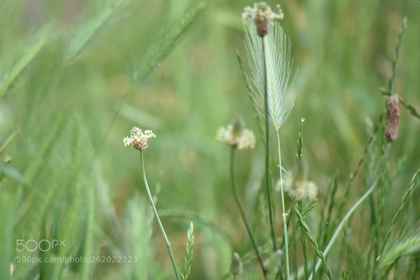 Sigma 70-300mm F4-5.6 APO DG Macro sample photo. Fragile reed photography