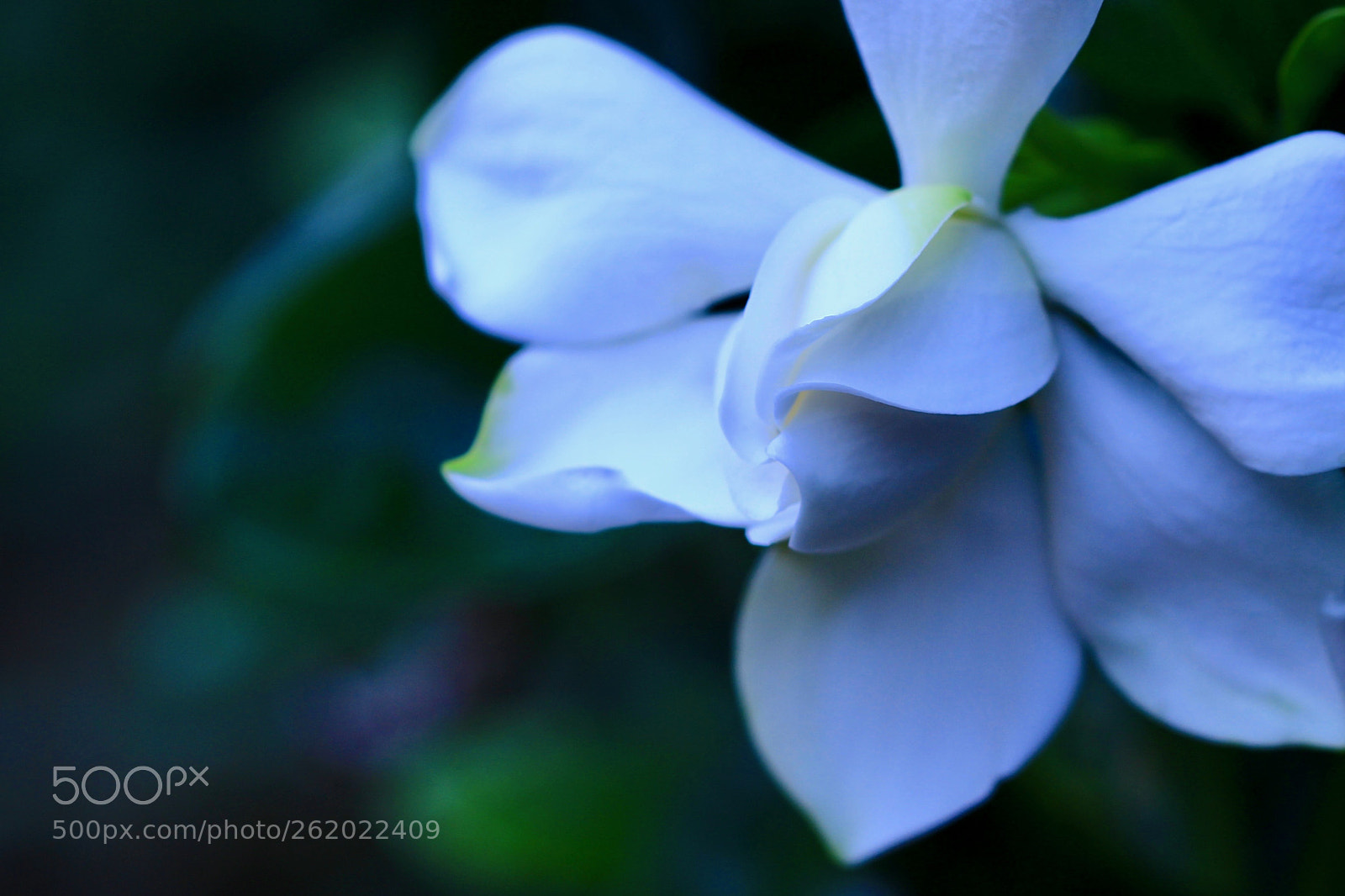 Canon EOS 700D (EOS Rebel T5i / EOS Kiss X7i) sample photo. Unwinding... photography