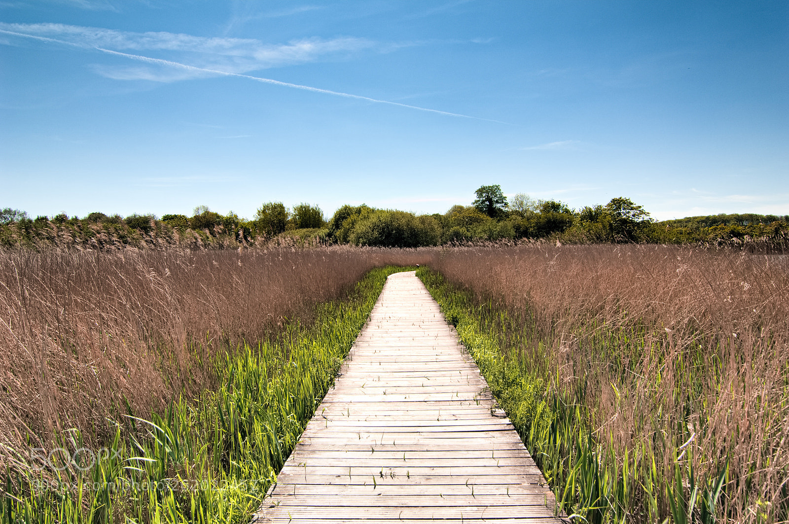 Nikon D2X sample photo. Comeston photography