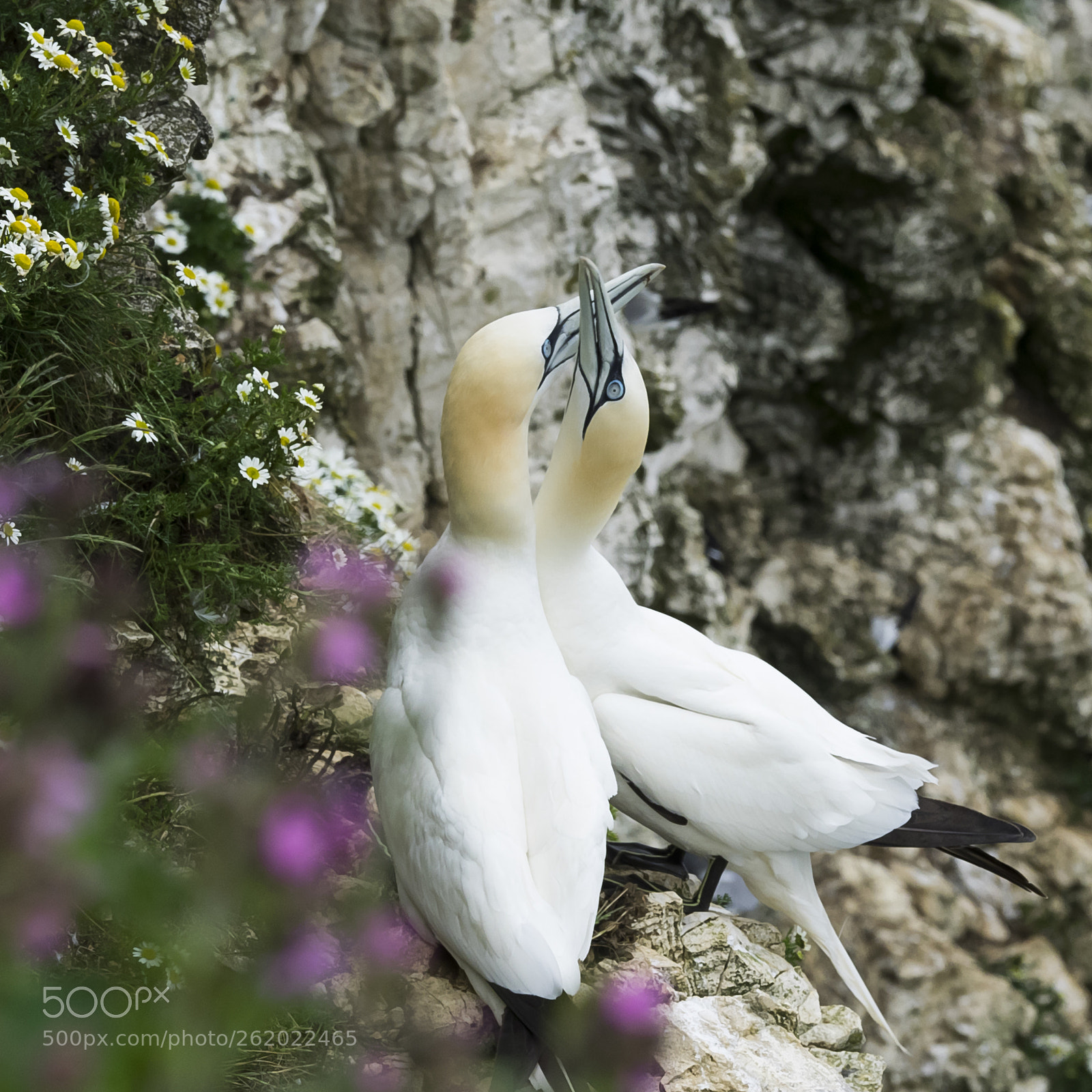 Olympus OM-D E-M1 sample photo. Gannet courtship # photography