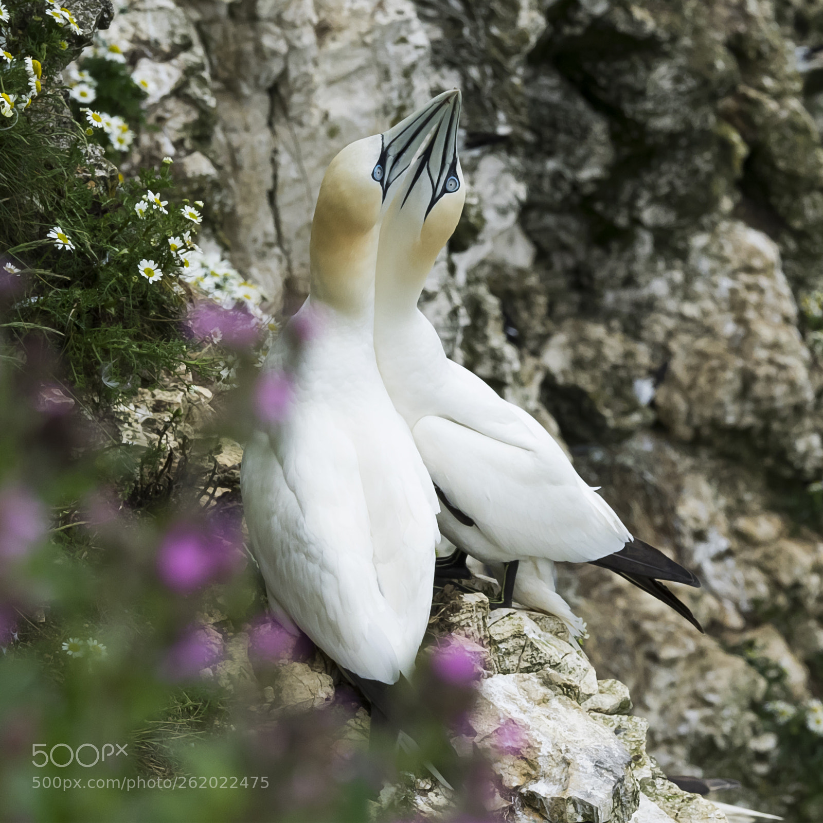 Olympus OM-D E-M1 sample photo. Gannet courtship # photography