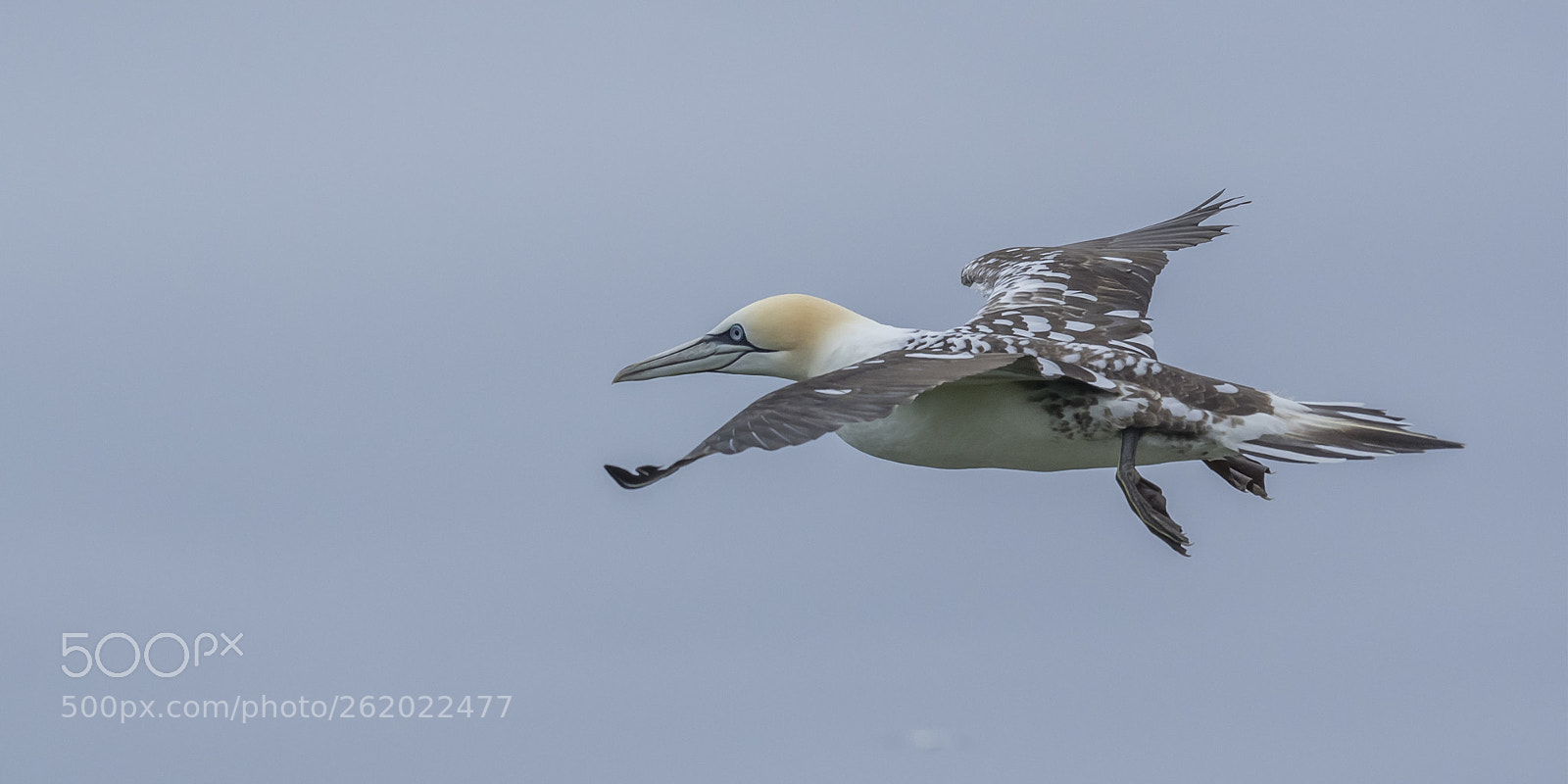 Olympus OM-D E-M1 sample photo. Gannet in flight # photography
