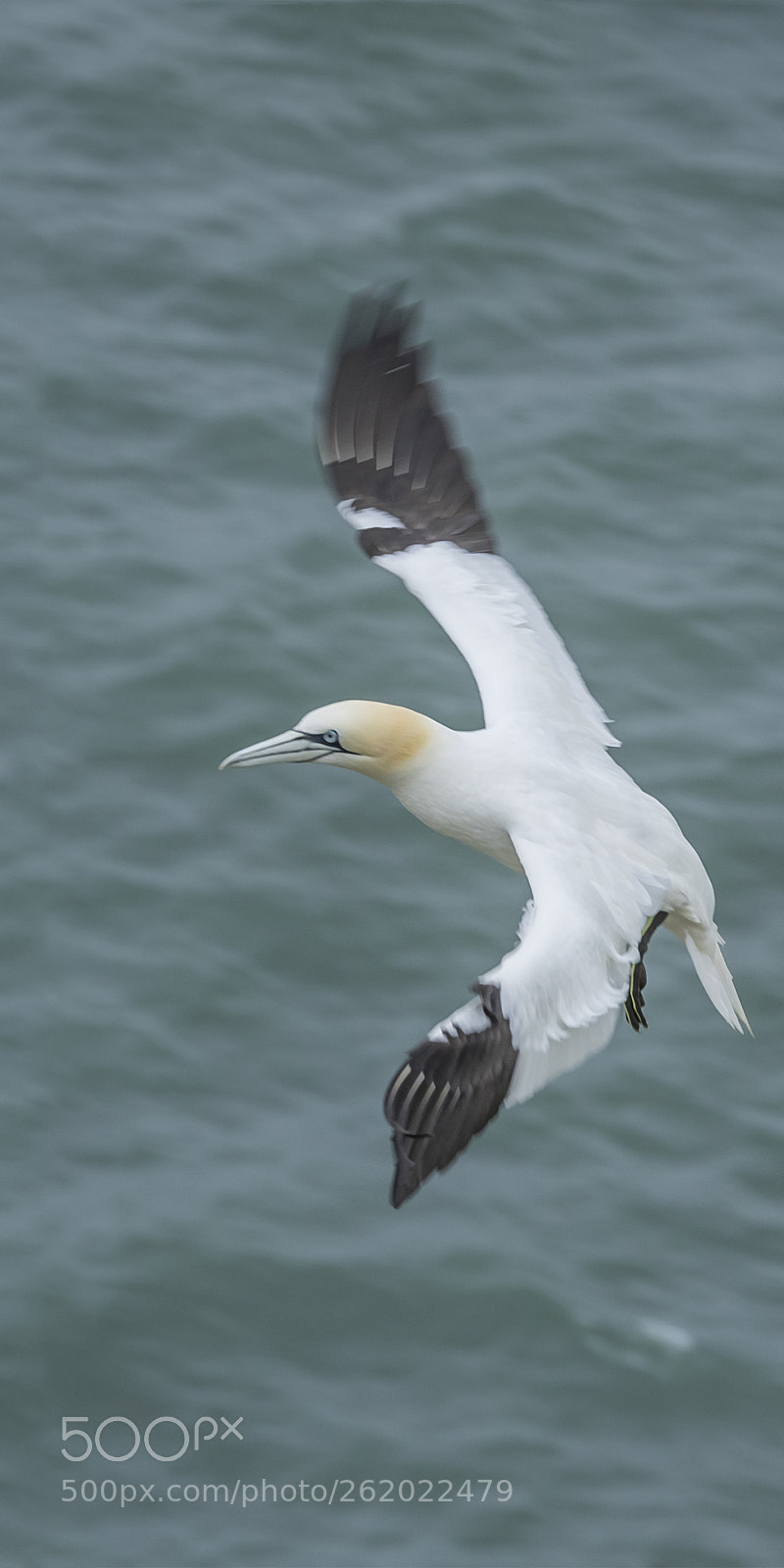Olympus OM-D E-M1 sample photo. Gannet in flight # photography