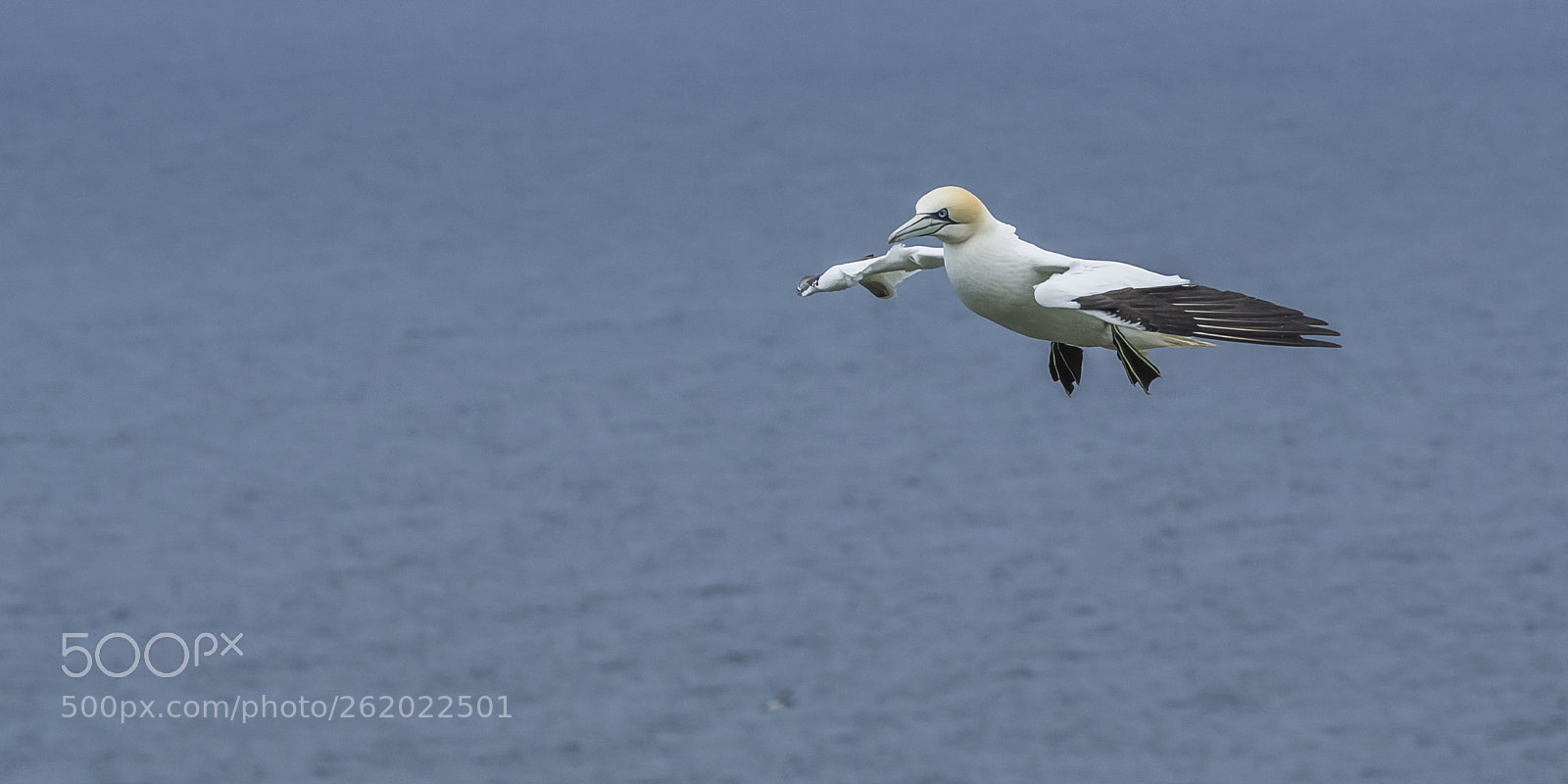 Olympus OM-D E-M1 sample photo. Gannet in flight # photography