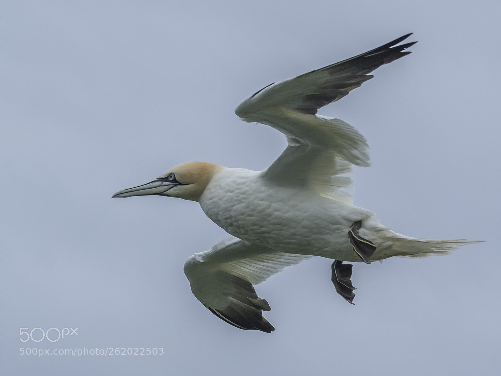 Olympus OM-D E-M1 sample photo. Gannet in flight # photography