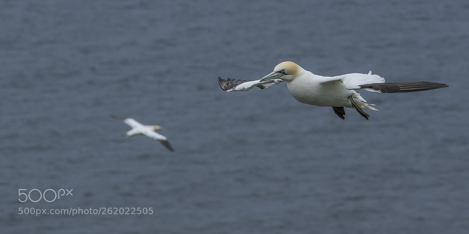 Olympus OM-D E-M1 sample photo. Gannet in flight # photography
