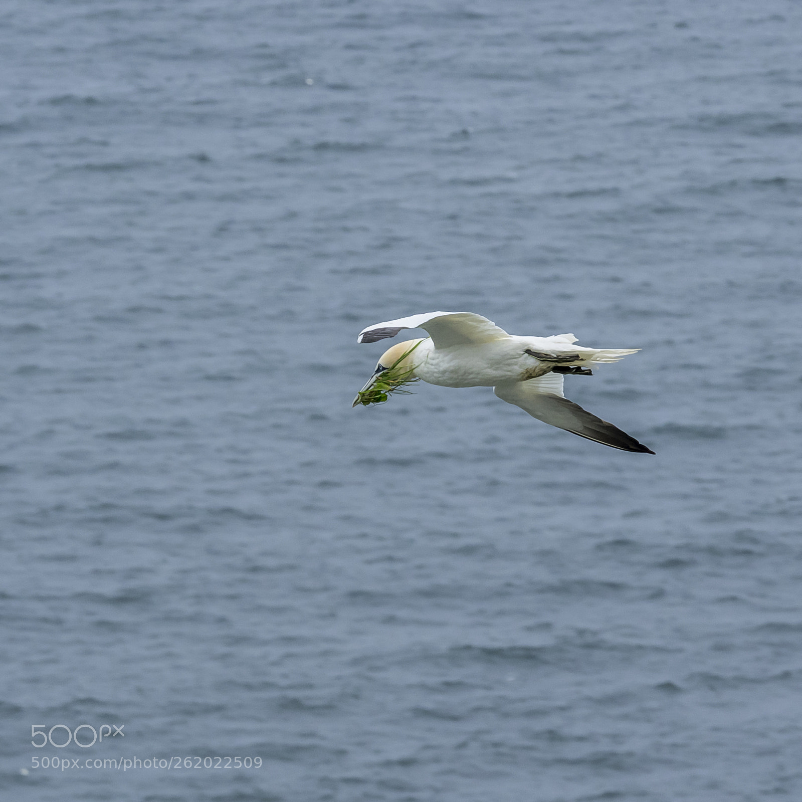 Olympus OM-D E-M1 sample photo. Gannet in flight # photography