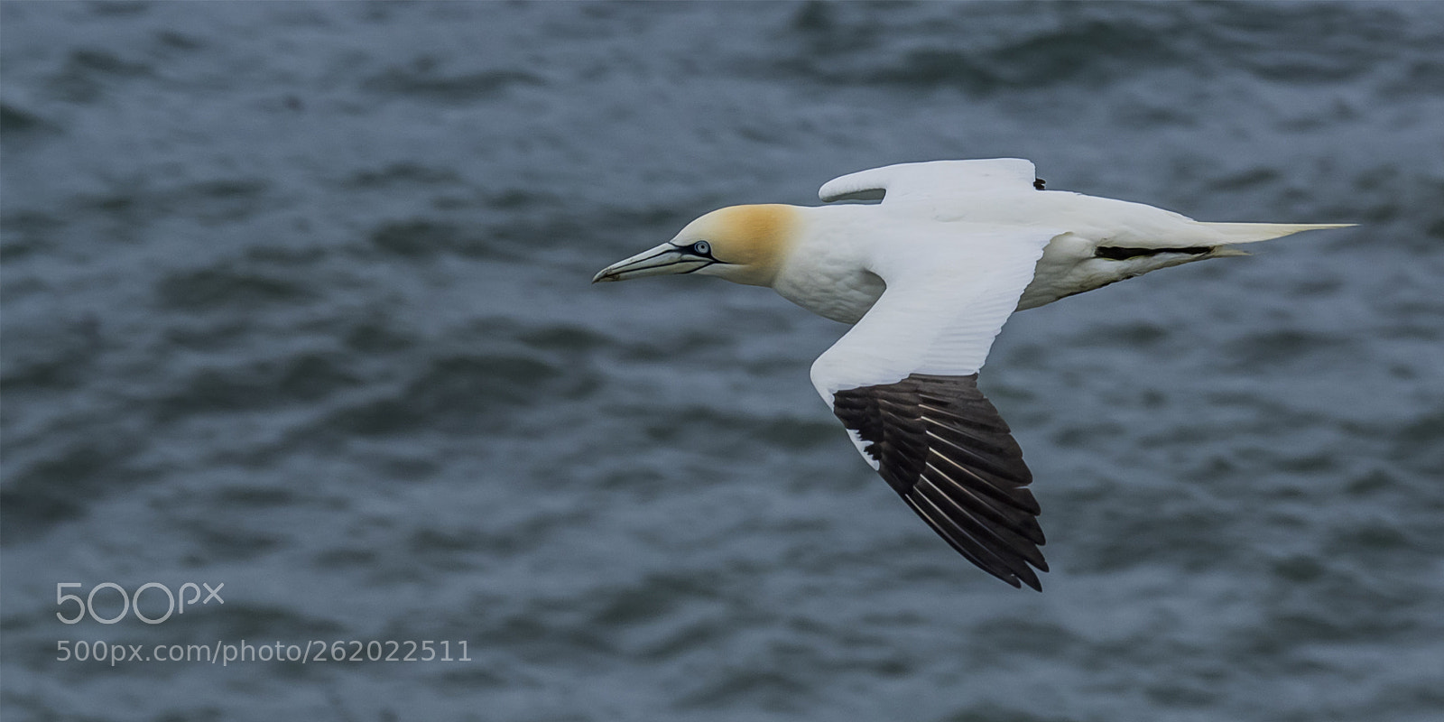 Olympus OM-D E-M1 sample photo. Gannet in flight # photography