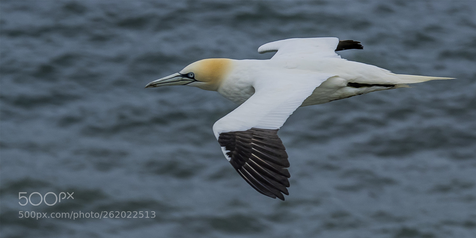 Olympus OM-D E-M1 sample photo. Gannet in flight # photography