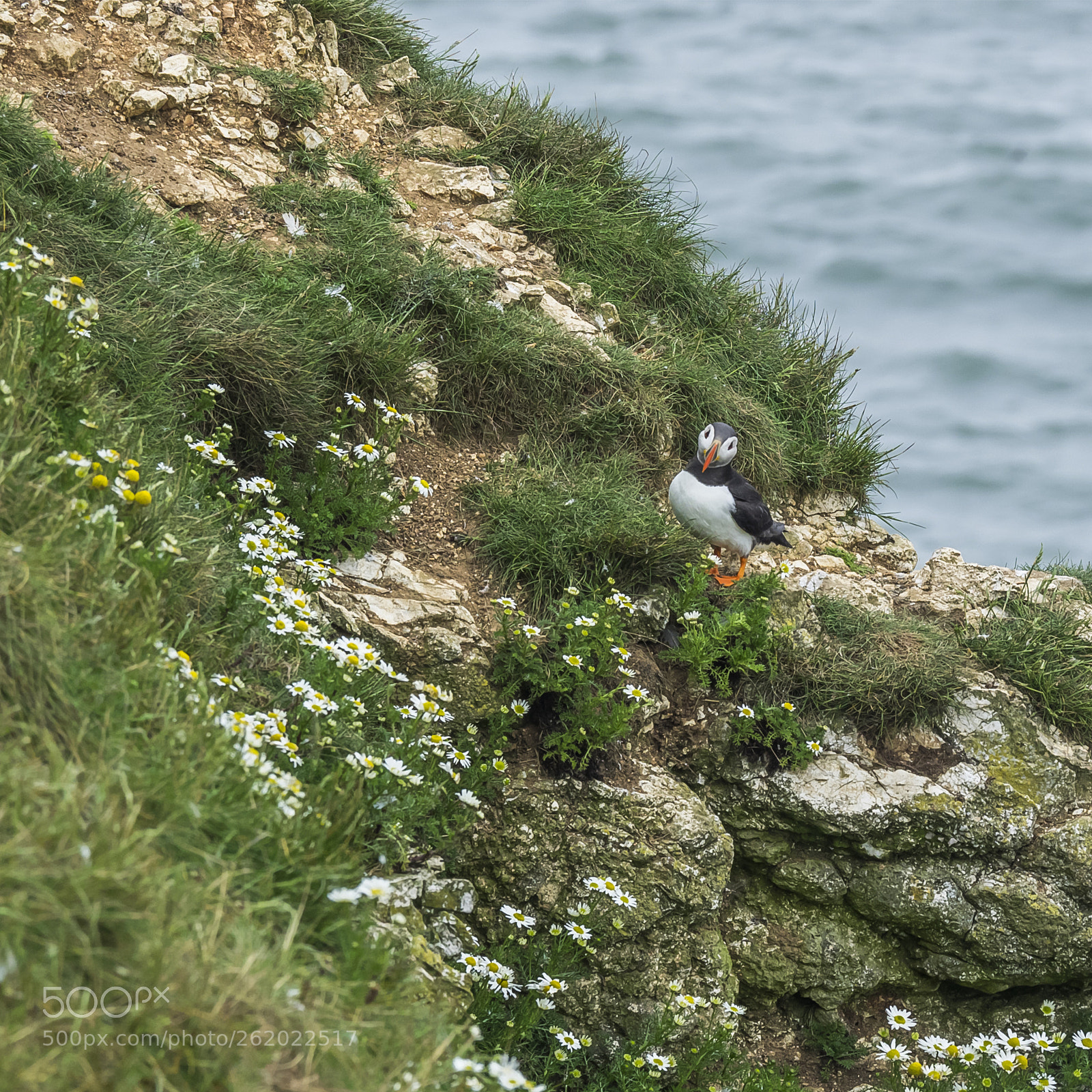 Olympus OM-D E-M1 sample photo. Puffins # photography
