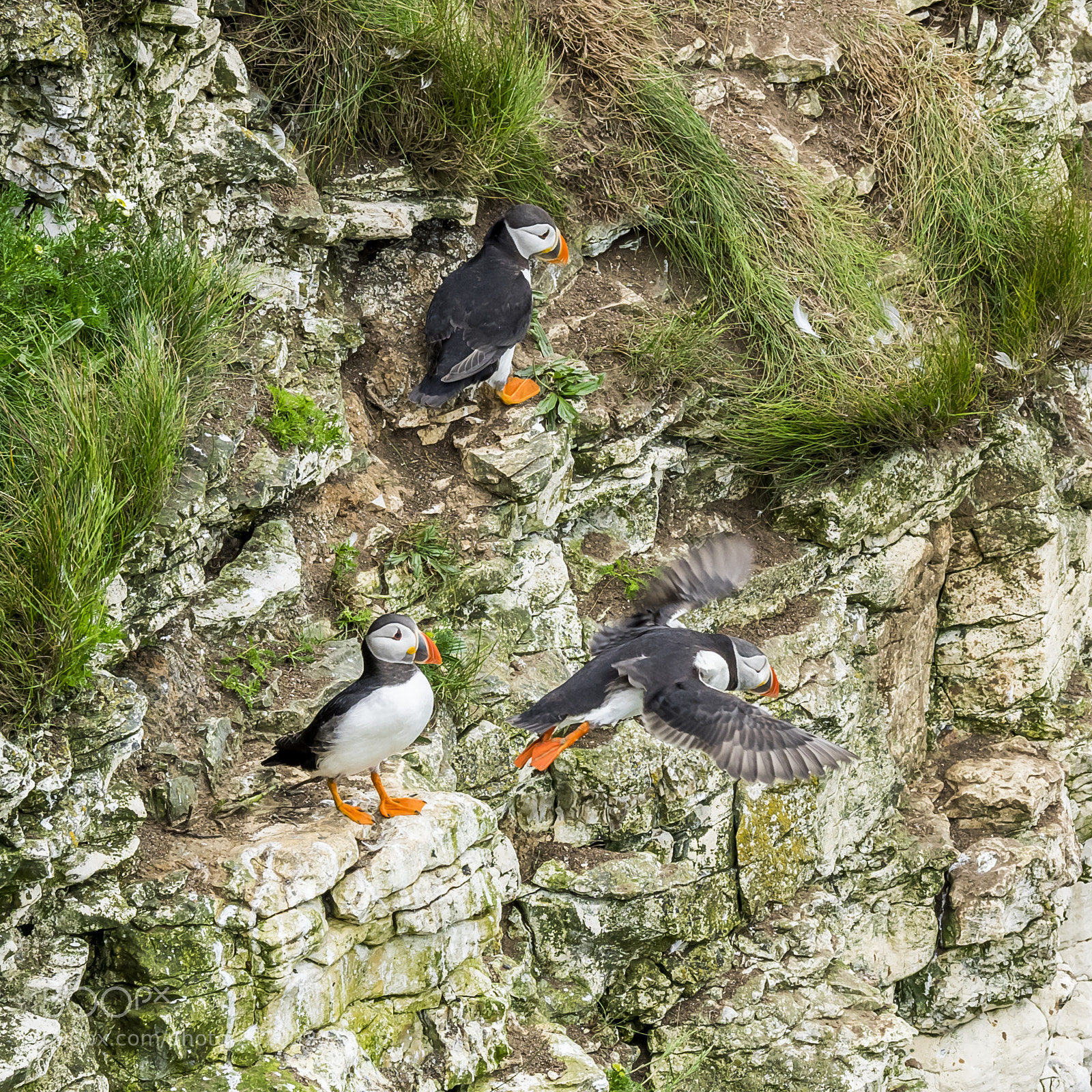 Olympus OM-D E-M1 sample photo. Puffins # photography