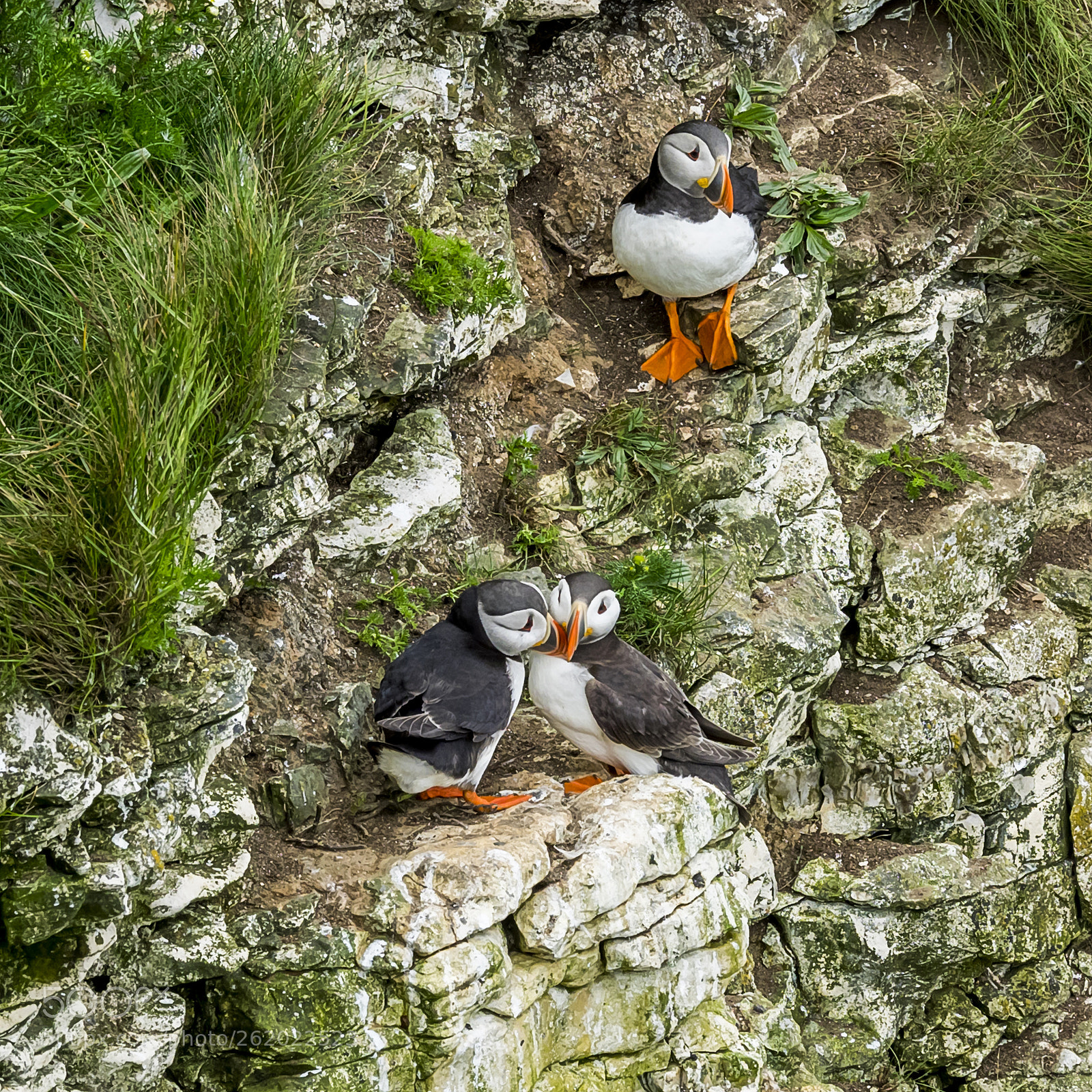 Olympus OM-D E-M1 sample photo. Puffins # photography