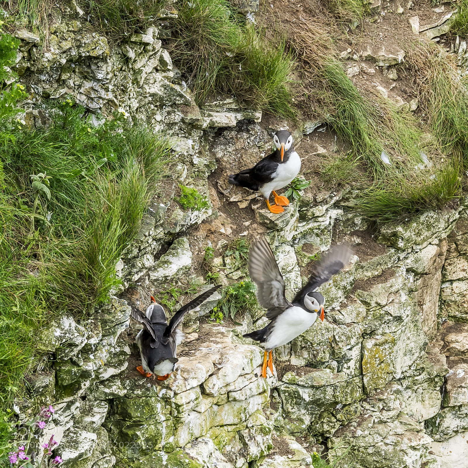 Olympus OM-D E-M1 sample photo. Puffins # photography