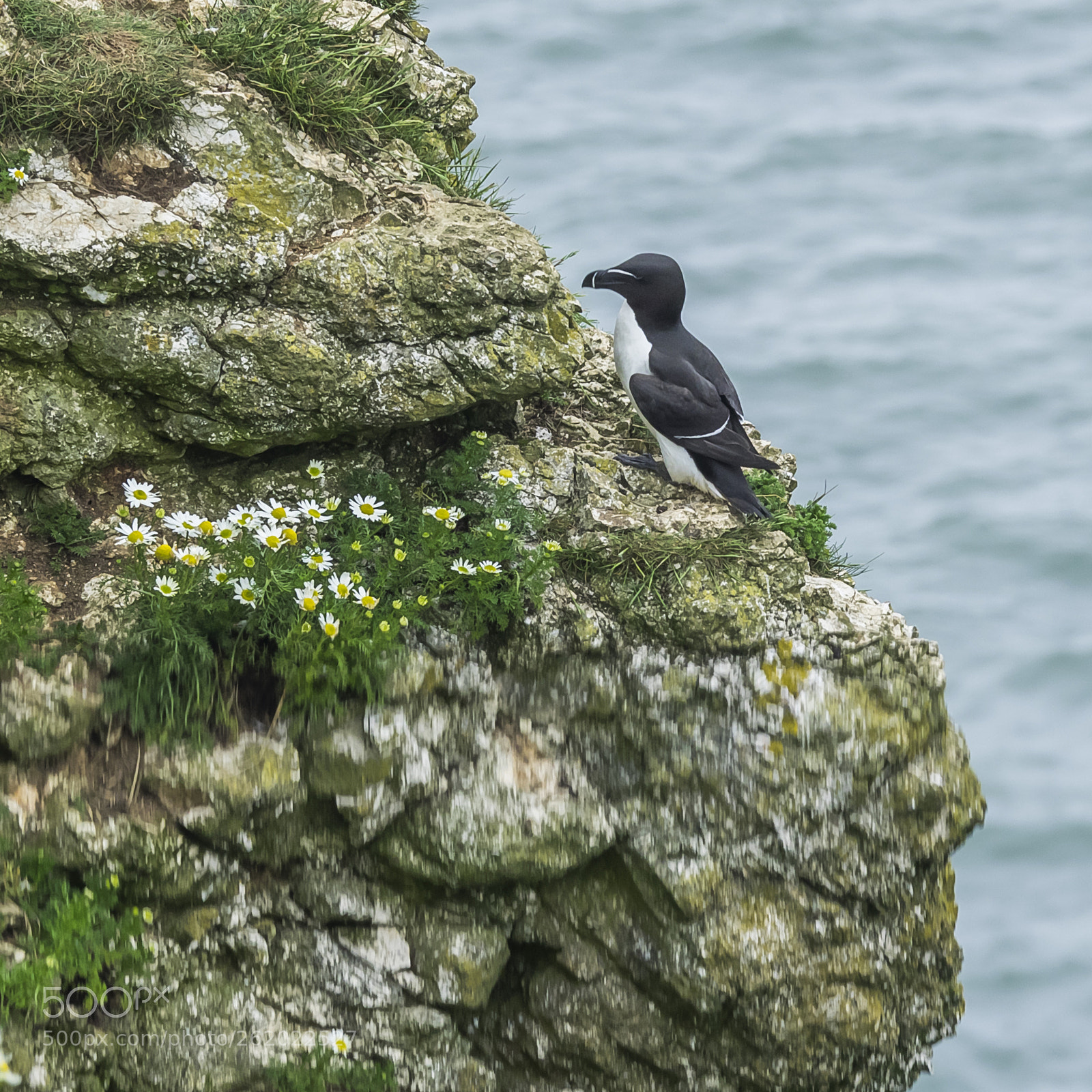 Olympus OM-D E-M1 sample photo. Razorbills # photography