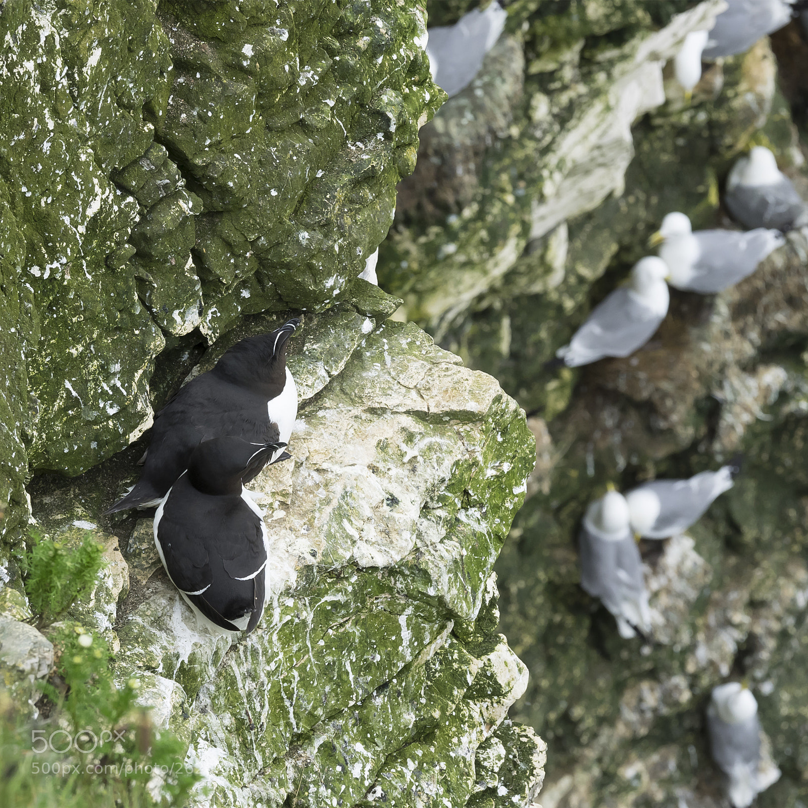 Olympus OM-D E-M1 sample photo. Razorbills # photography