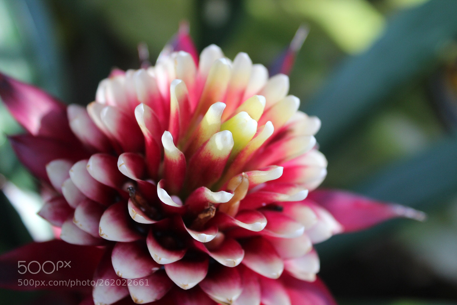 Canon EOS 1300D (EOS Rebel T6 / EOS Kiss X80) sample photo. Macro flower photography