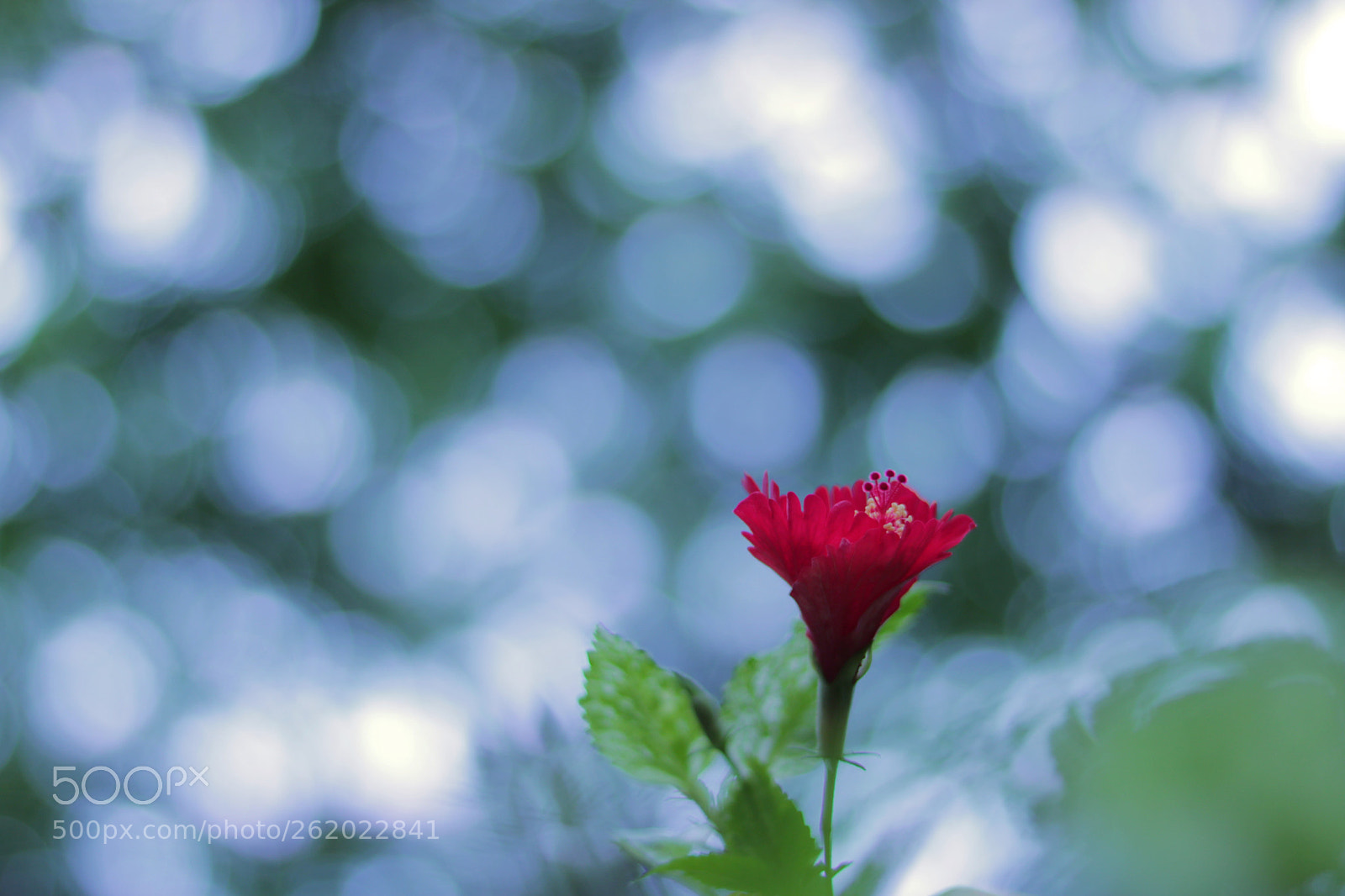 Canon EOS 750D (EOS Rebel T6i / EOS Kiss X8i) sample photo. Red flower photography