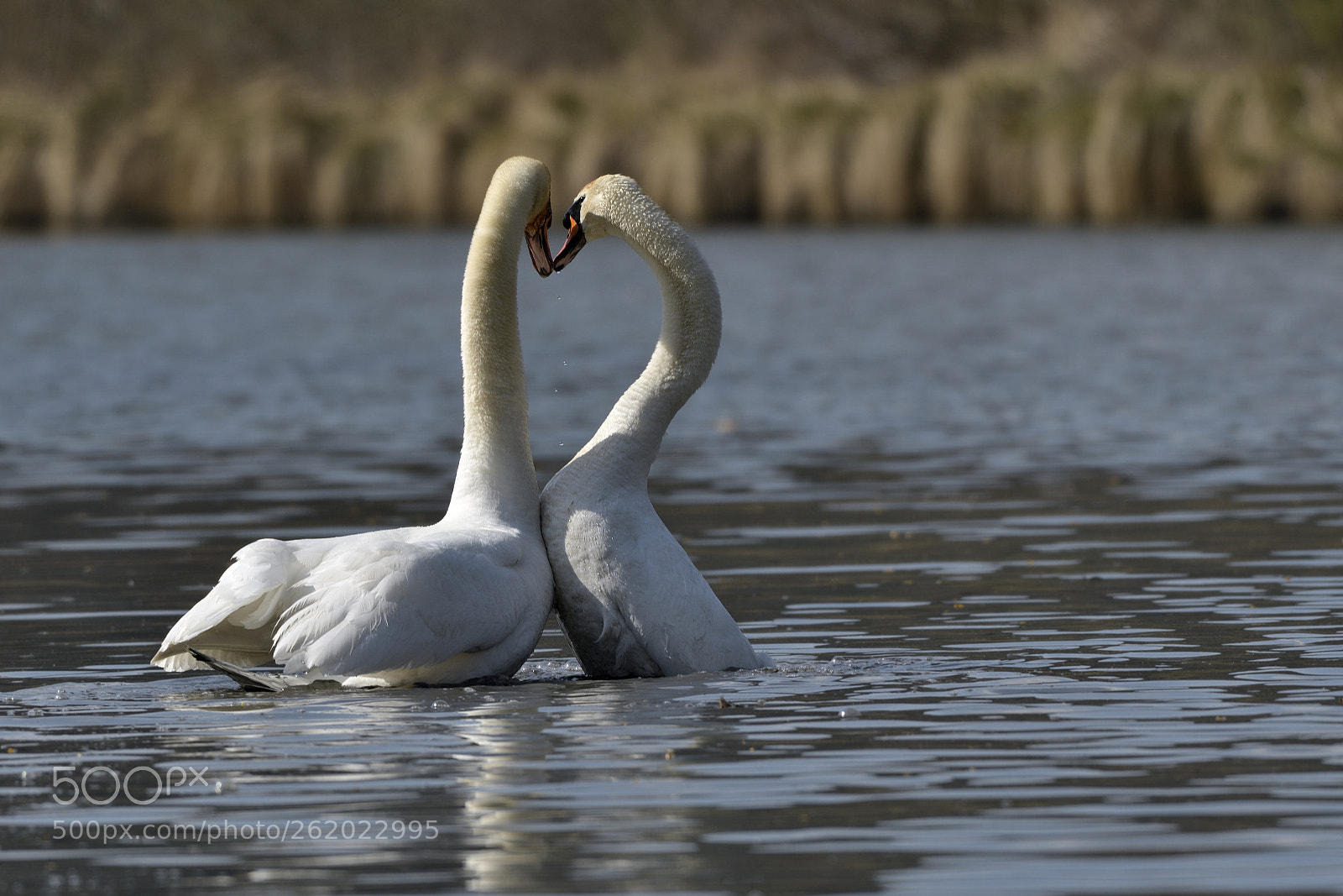 Nikon AF-S Nikkor 200-500mm F5.6E ED VR sample photo. Cygnus olor photography