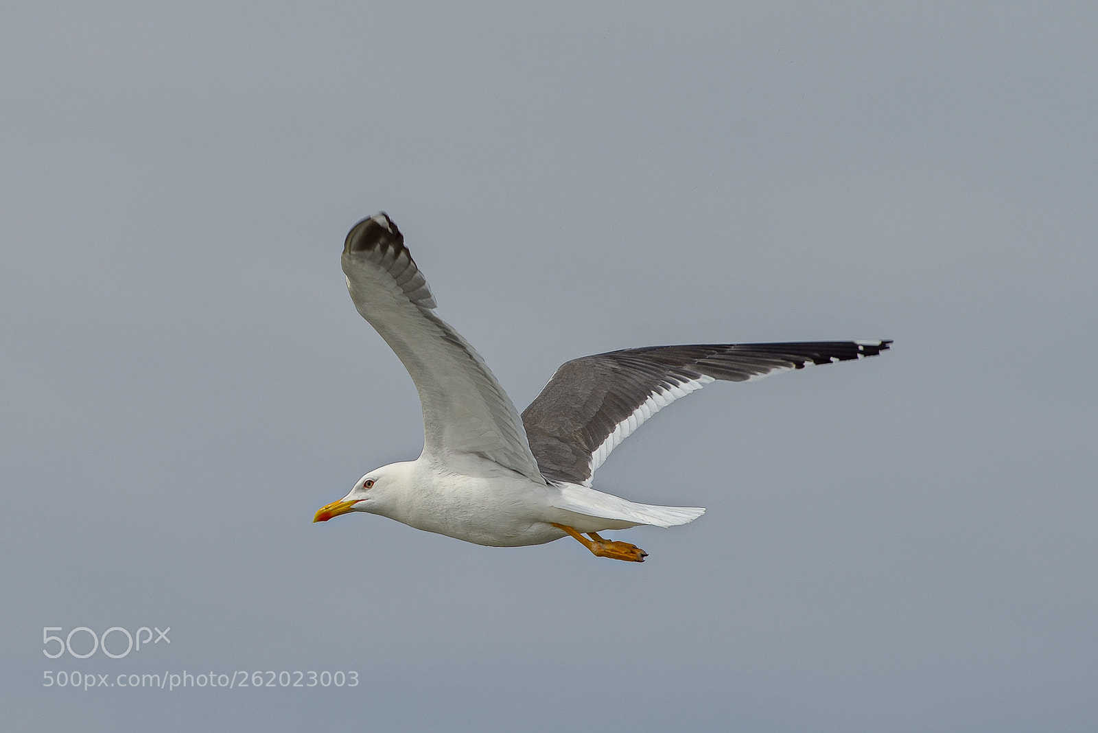 Nikon D800 sample photo. The seagull photography