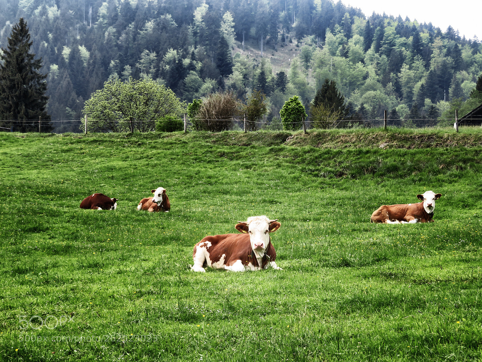 Canon PowerShot SX720 HS sample photo. Peaceful cows. photography