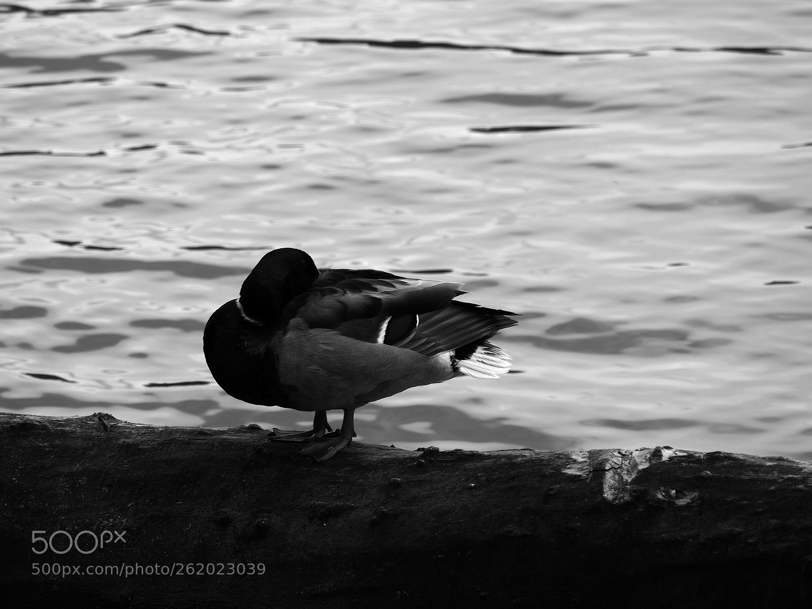 Olympus OM-D E-M10 II sample photo. In wehr. nature reserve photography