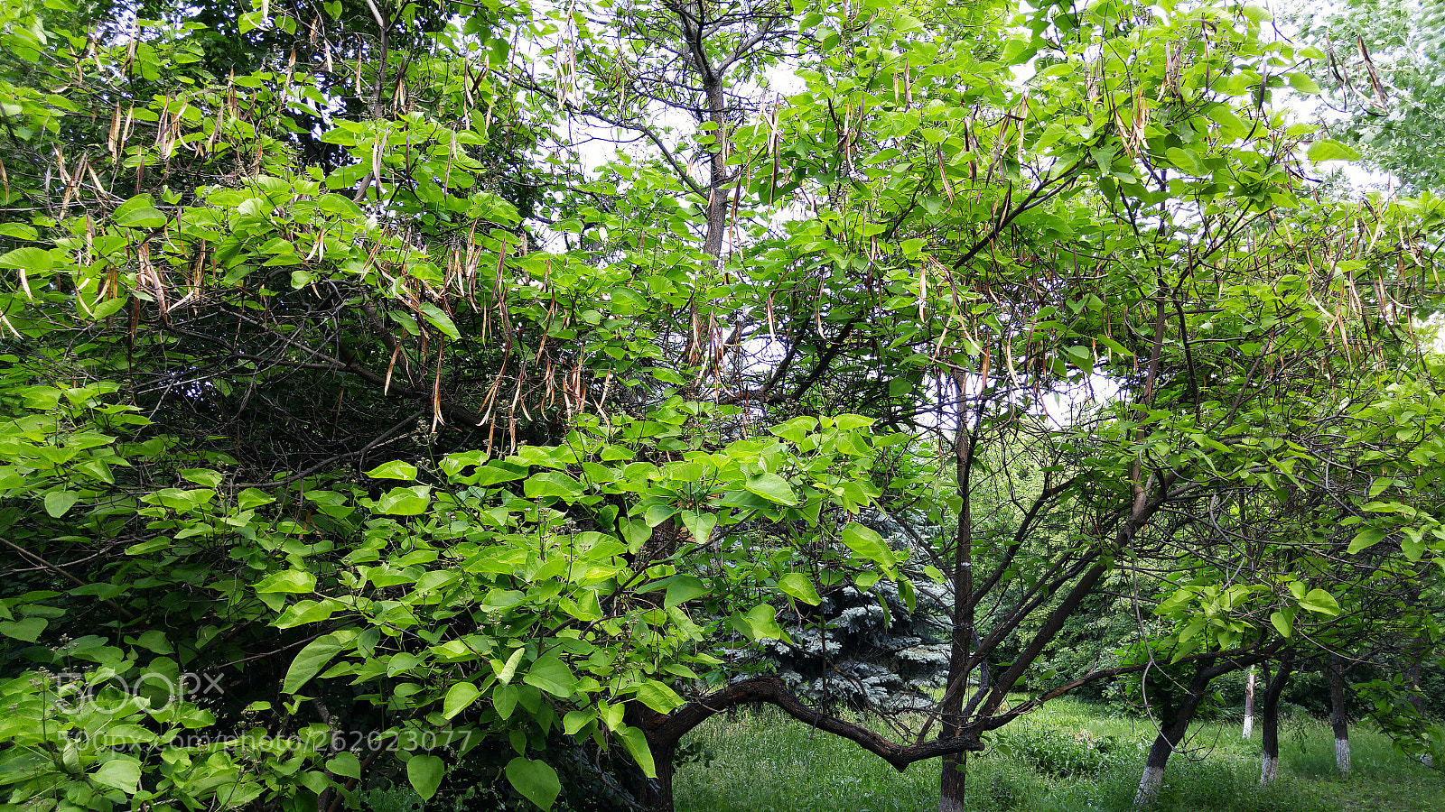 LG H818P sample photo. Late to summer photography