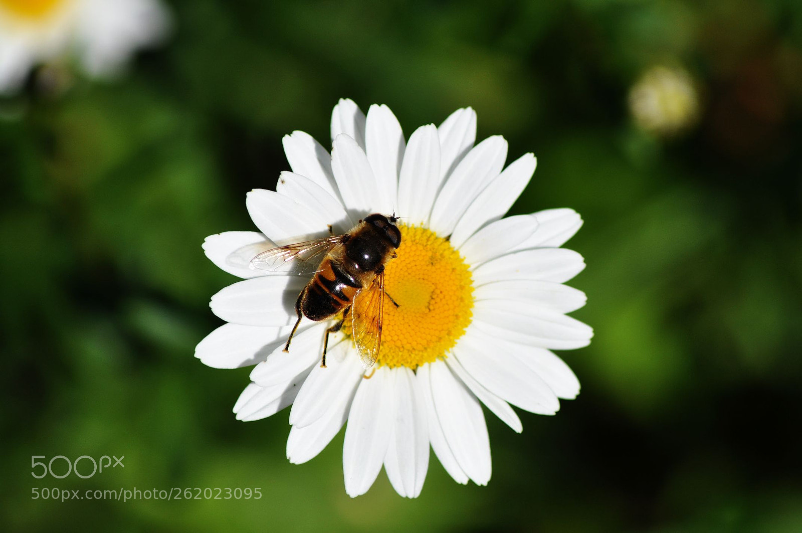 Nikon D5000 sample photo. Fleur photography