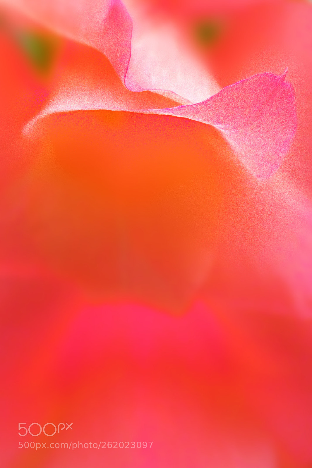 Fujifilm X100T sample photo. 花瓣甲 photography